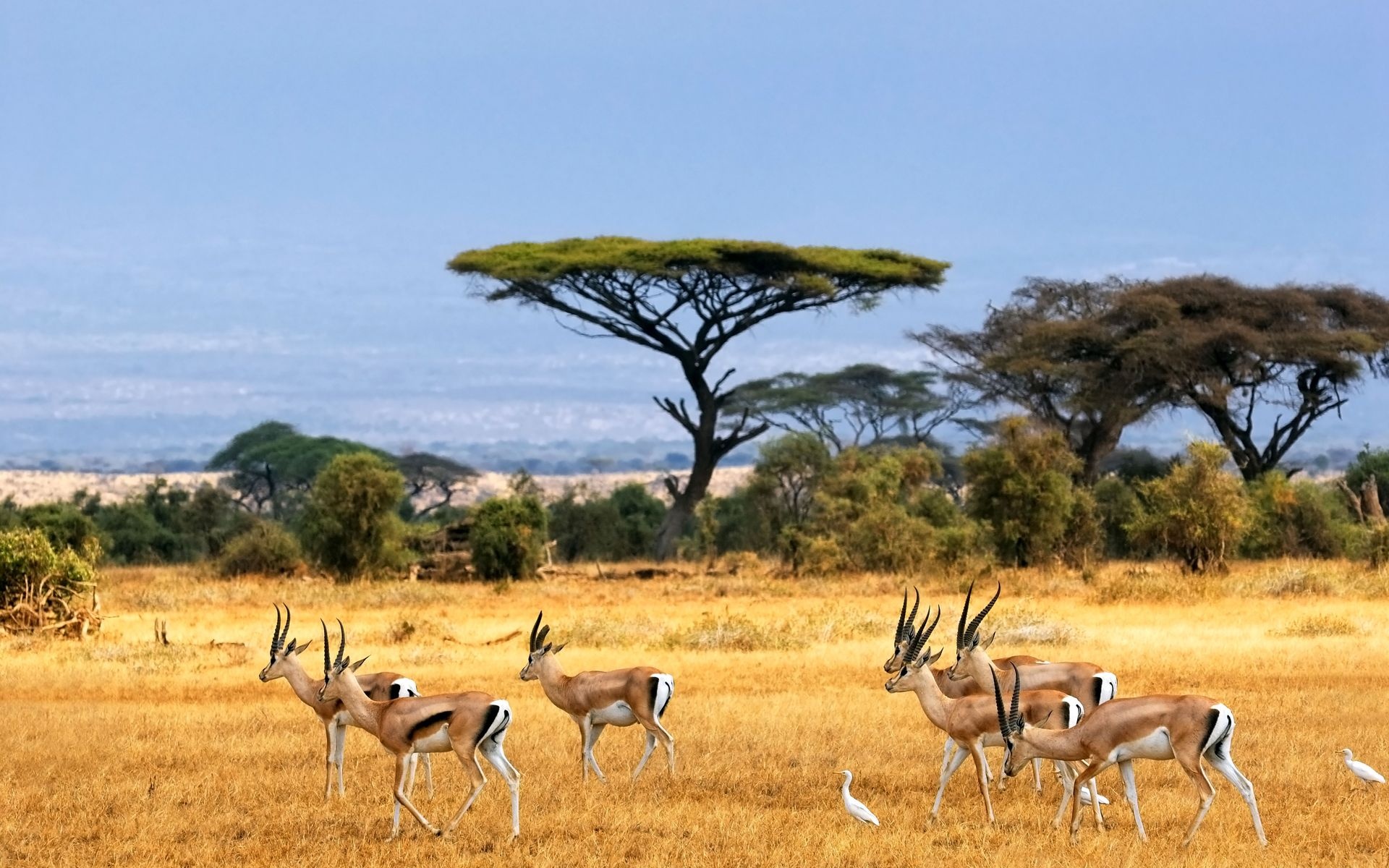 African safari, Exquisite wallpapers, Wildlife encounters, Nature's beauty, 1920x1200 HD Desktop