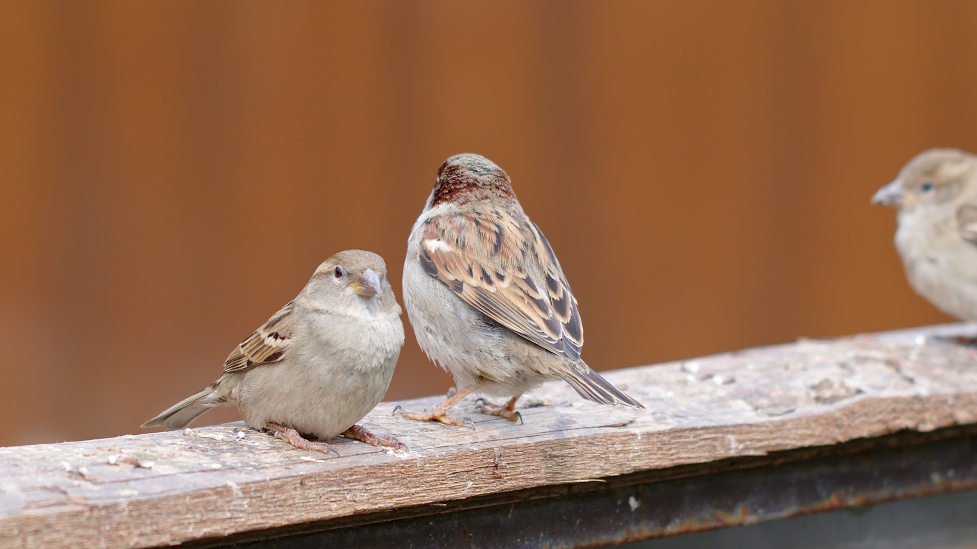 Free stock footage, Stunning sparrow videos, Bird in motion, Nature videography, 3840x2160 4K Desktop
