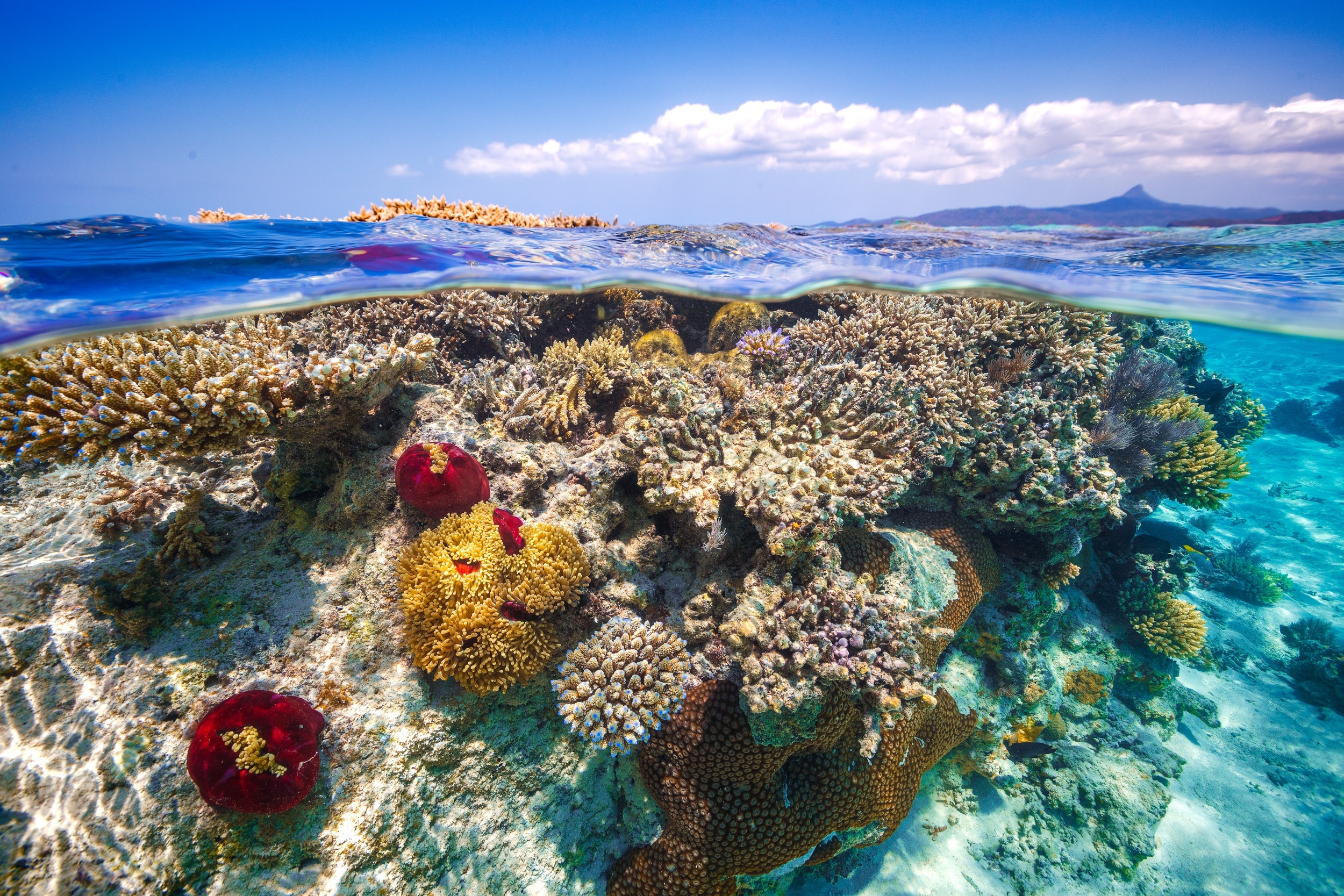 Coral Sea, Travels, Coral, HD wallpapers, 2500x1670 HD Desktop