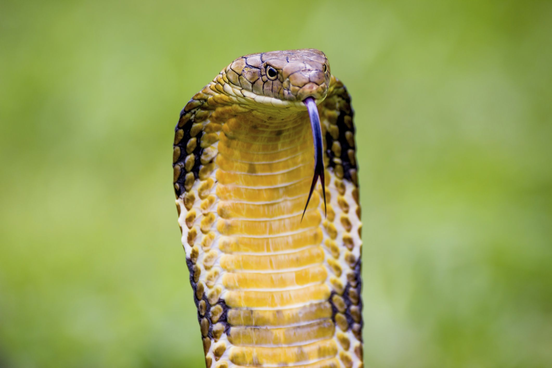 King Cobra wallpapers, Wildlife magnificence, Captivating HD backgrounds, Reptile fascination, 2130x1420 HD Desktop