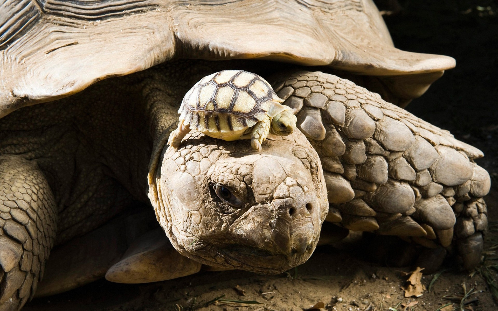 Tortoise wonders, Nature's living relics, Exquisite reptilian art, Wildlife photography, 1920x1200 HD Desktop
