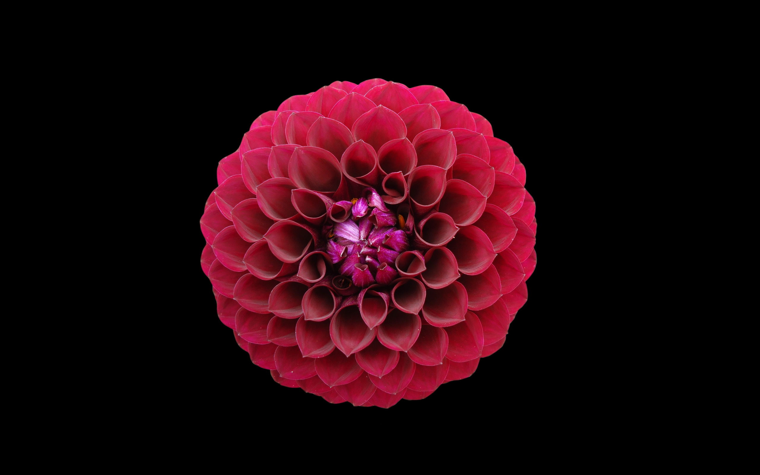 Golden Ratio: Red flower, Nature, Divine section, Harmonic division, Indian dahlia. 2560x1600 HD Wallpaper.