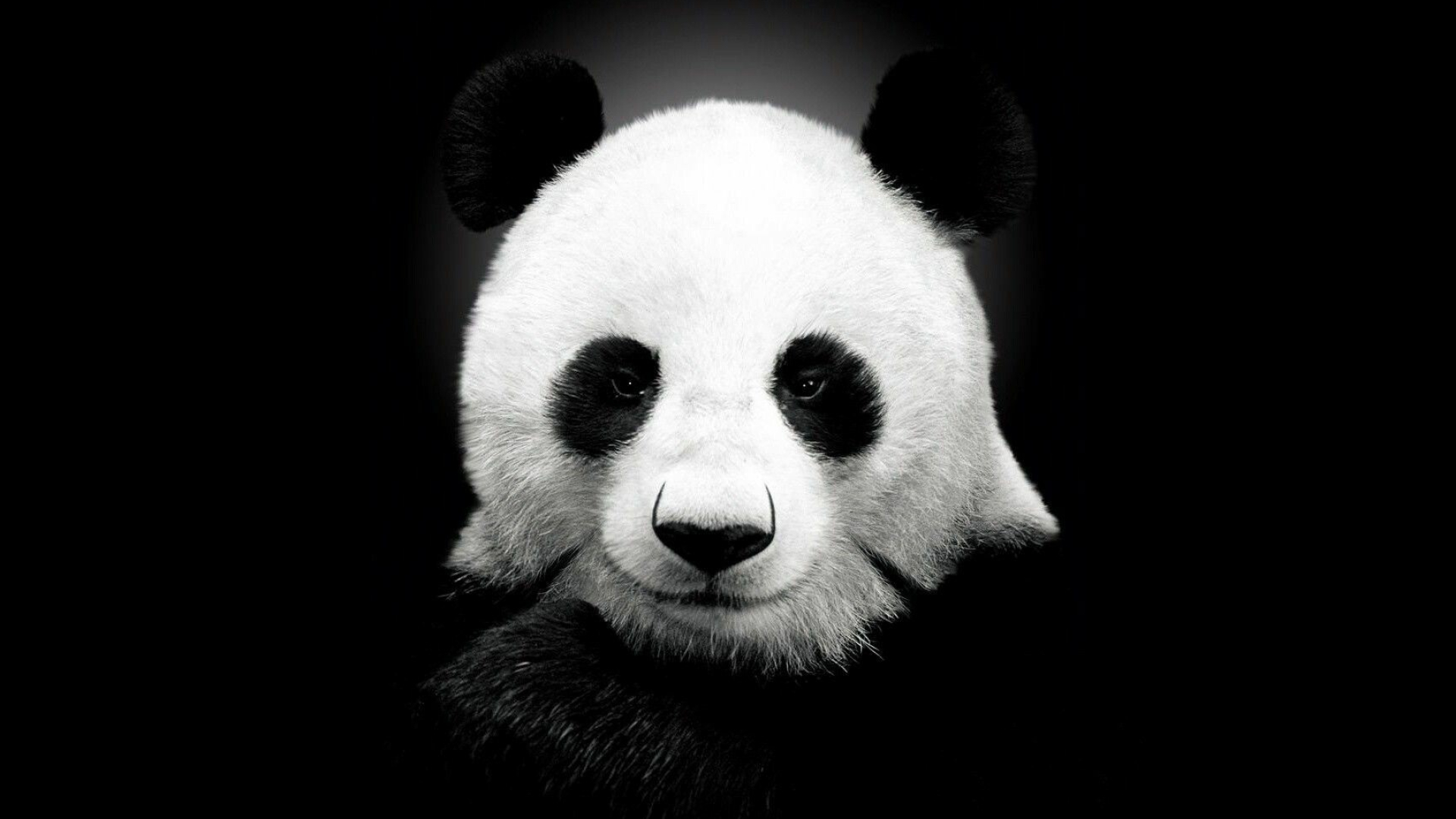 Panda: A large mammal native to central China, Monochrome. 1920x1080 Full HD Background.