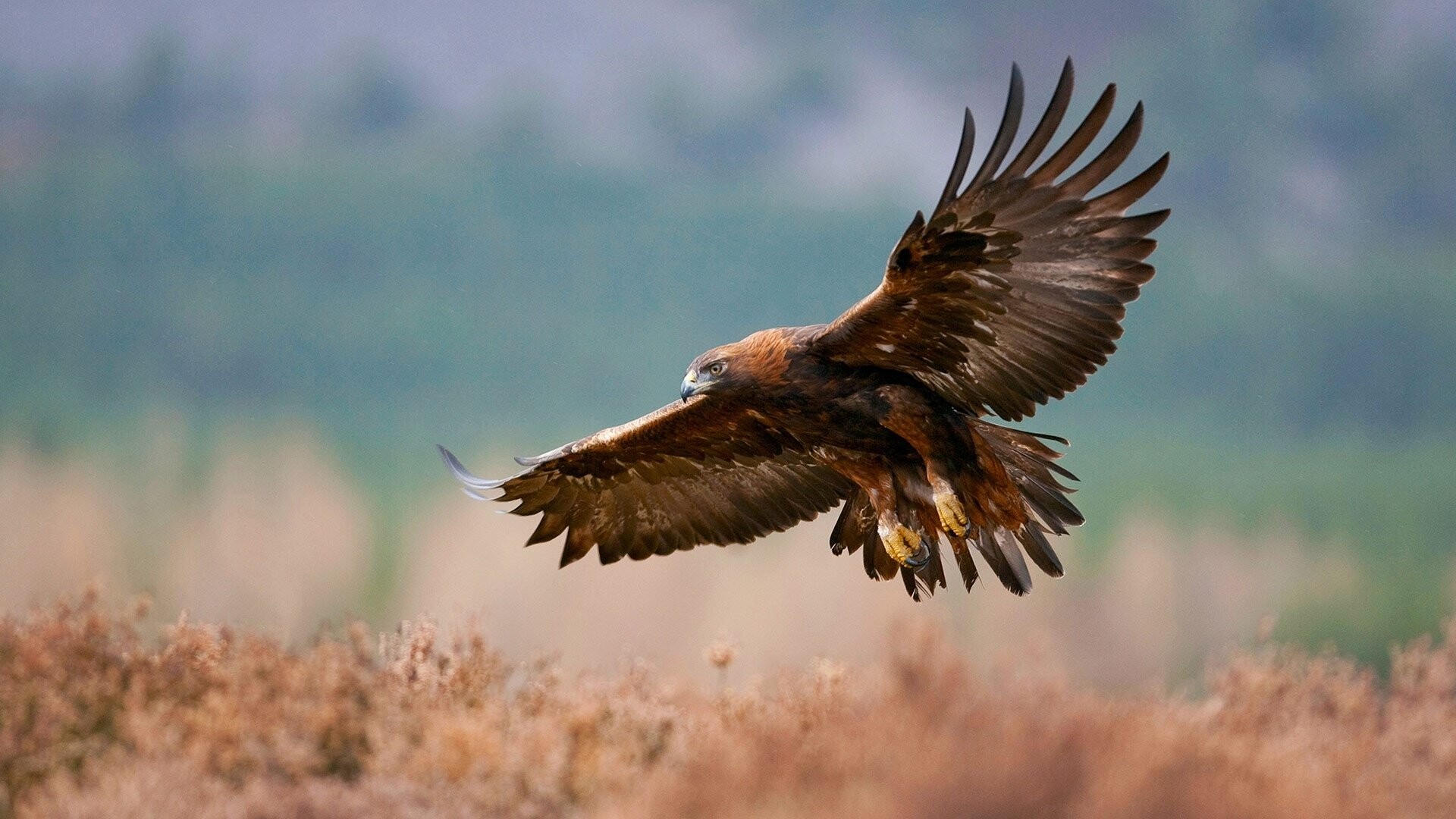 Golden Eagle: Raptor bird in flight, Broad wingspan, Nesting on cliffs and steep escarpments in grassland. 1920x1080 Full HD Background.