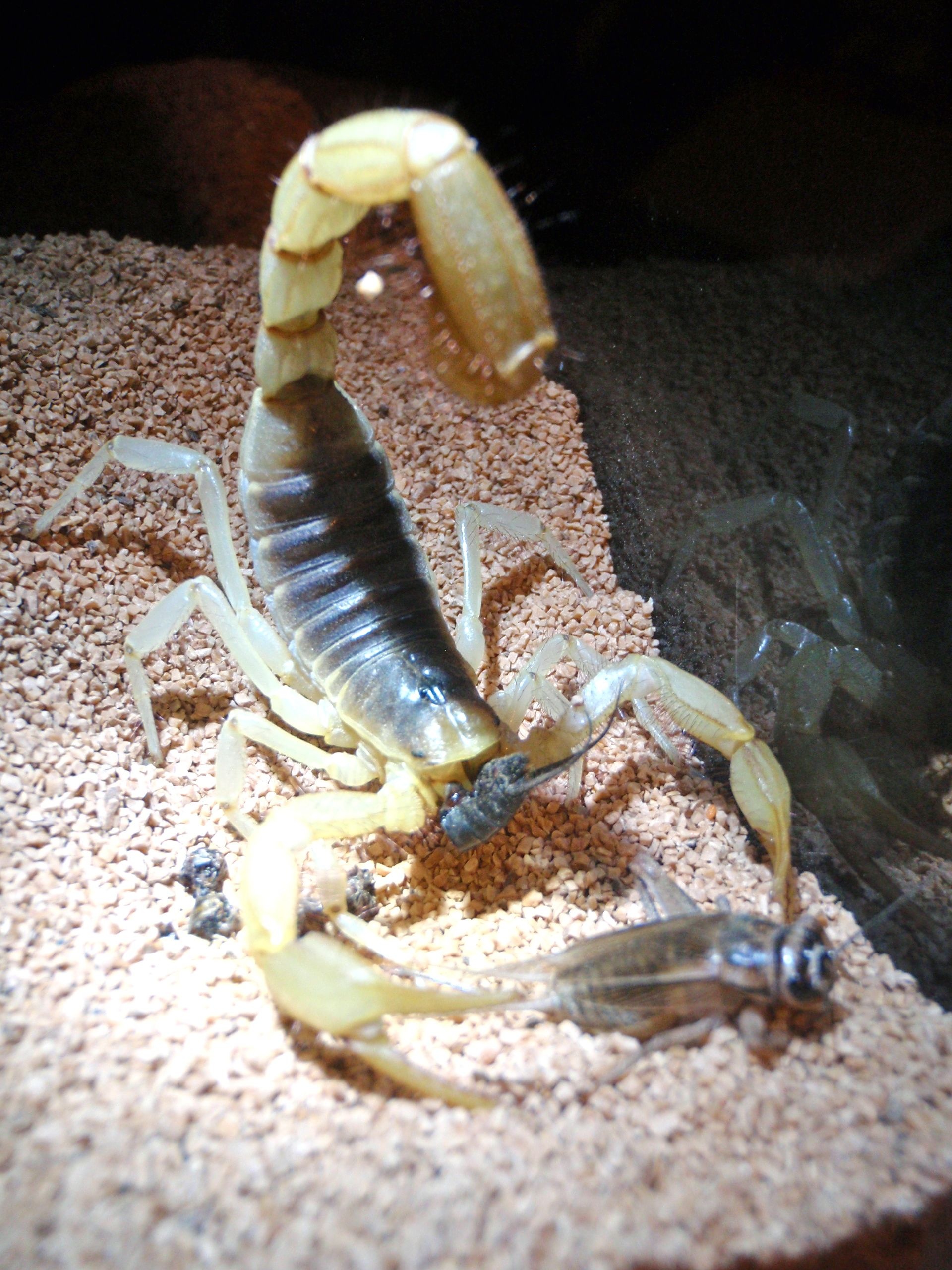 Scorpion (Animal): Arachnids, Arthropods, The venomous sting is used for offense and defense. 1920x2560 HD Background.