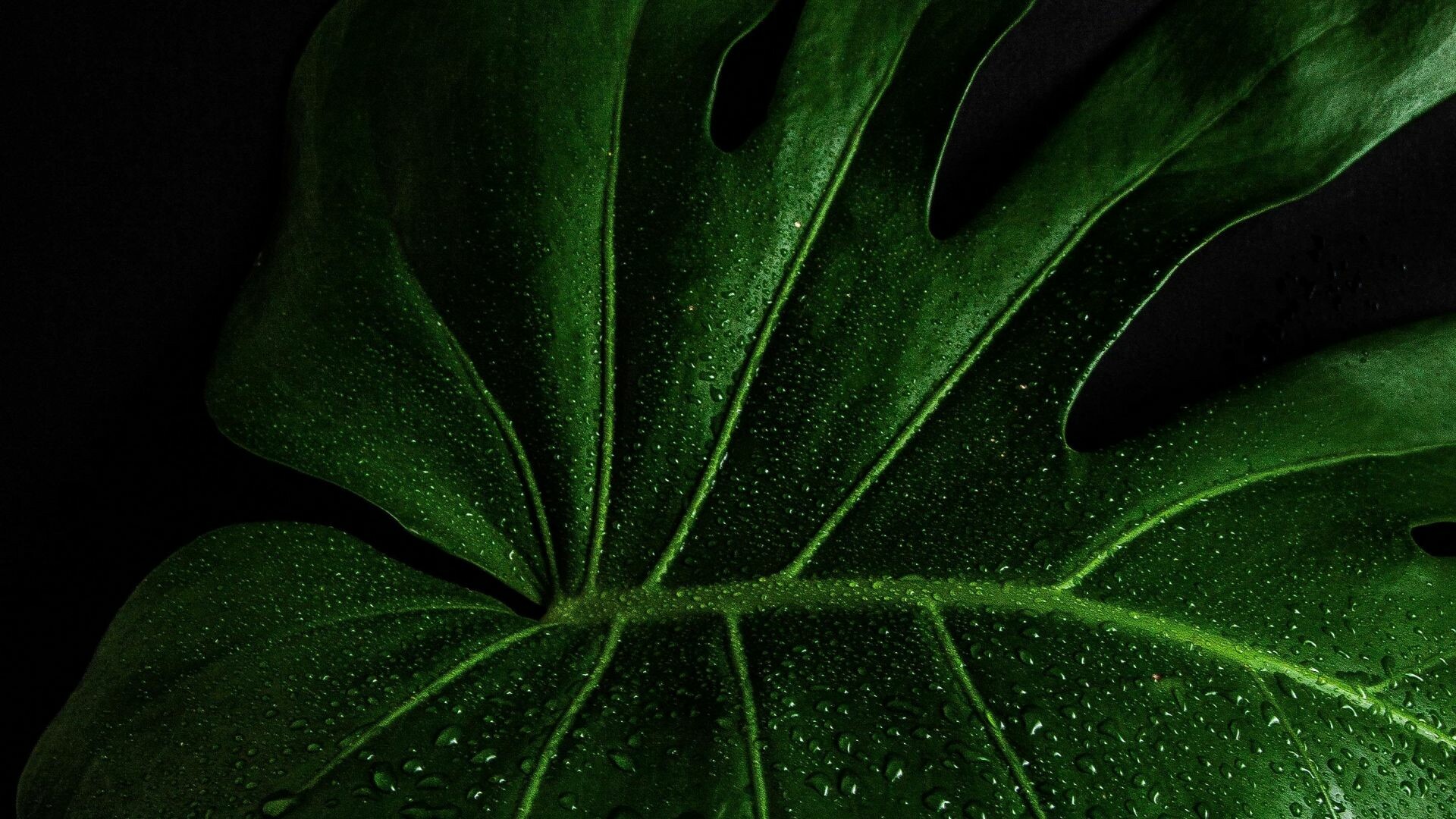 Leaf: Monstera deliciosa, Greenery, Plant, Vegetation. 1920x1080 Full HD Wallpaper.