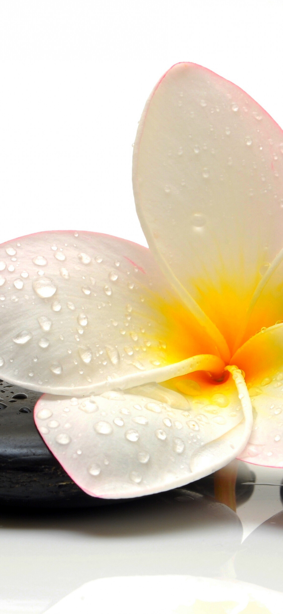 Flower spa drop, Zen wallpaper, Beautiful flowers, Relaxing ambiance, 1130x2440 HD Phone