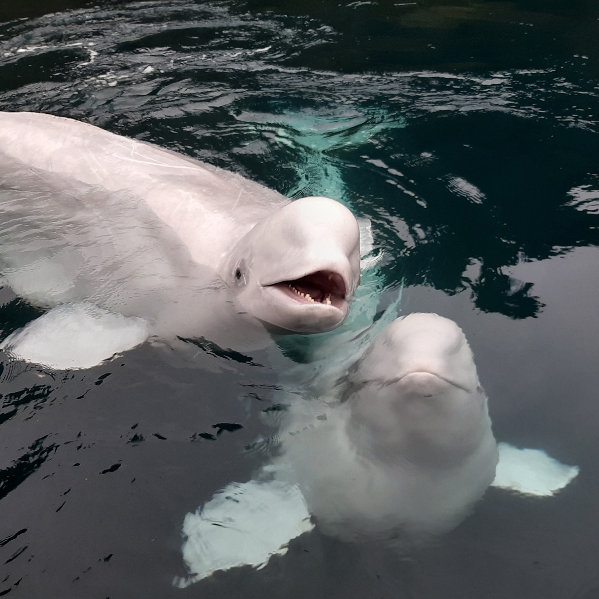Beluga Whales, land safely, Iceland, Arctic beauty, 2050x2050 HD Phone