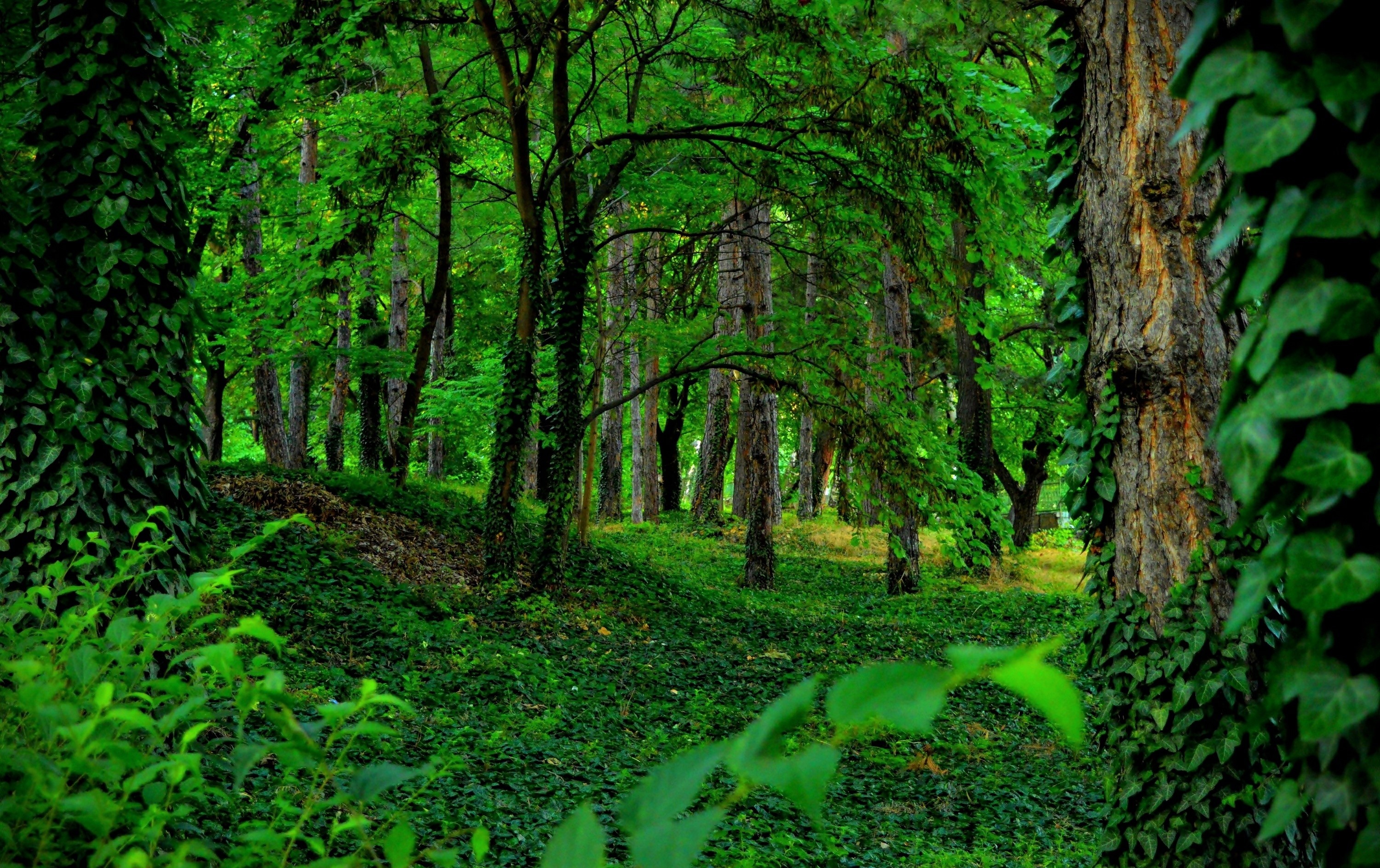 Green Forest: The predominant terrestrial ecosystem of Earth, Countryside. 3000x1890 HD Wallpaper.