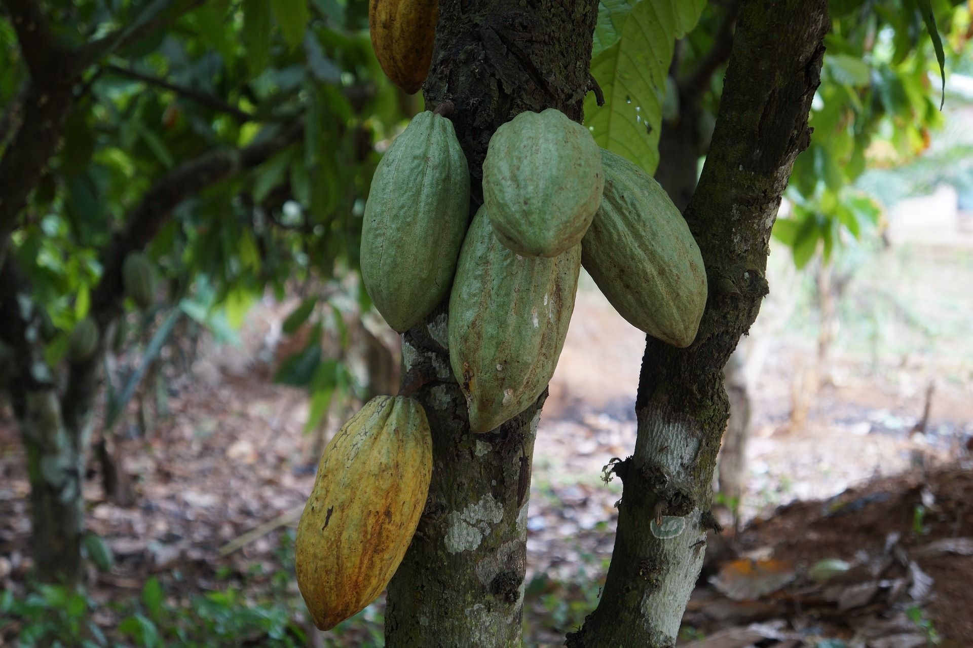 Trase insights, Cocoa exports, Cte d'Ivoire and Ghana, Global trade, 1920x1280 HD Desktop