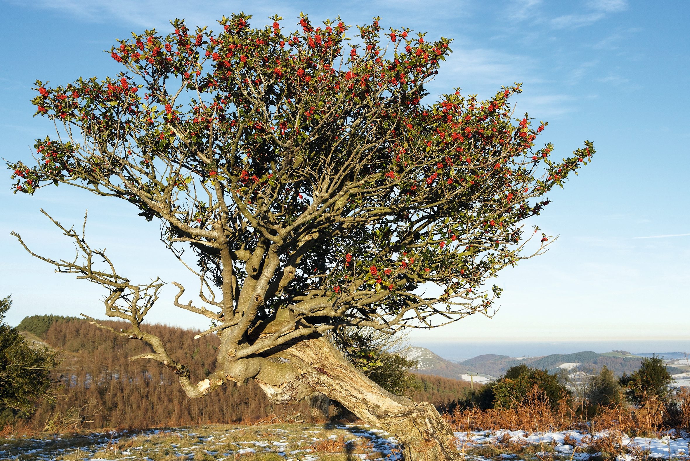 Holly Tree, Scenic walk, Shropshire beauty, Snailbeach, 2370x1580 HD Desktop