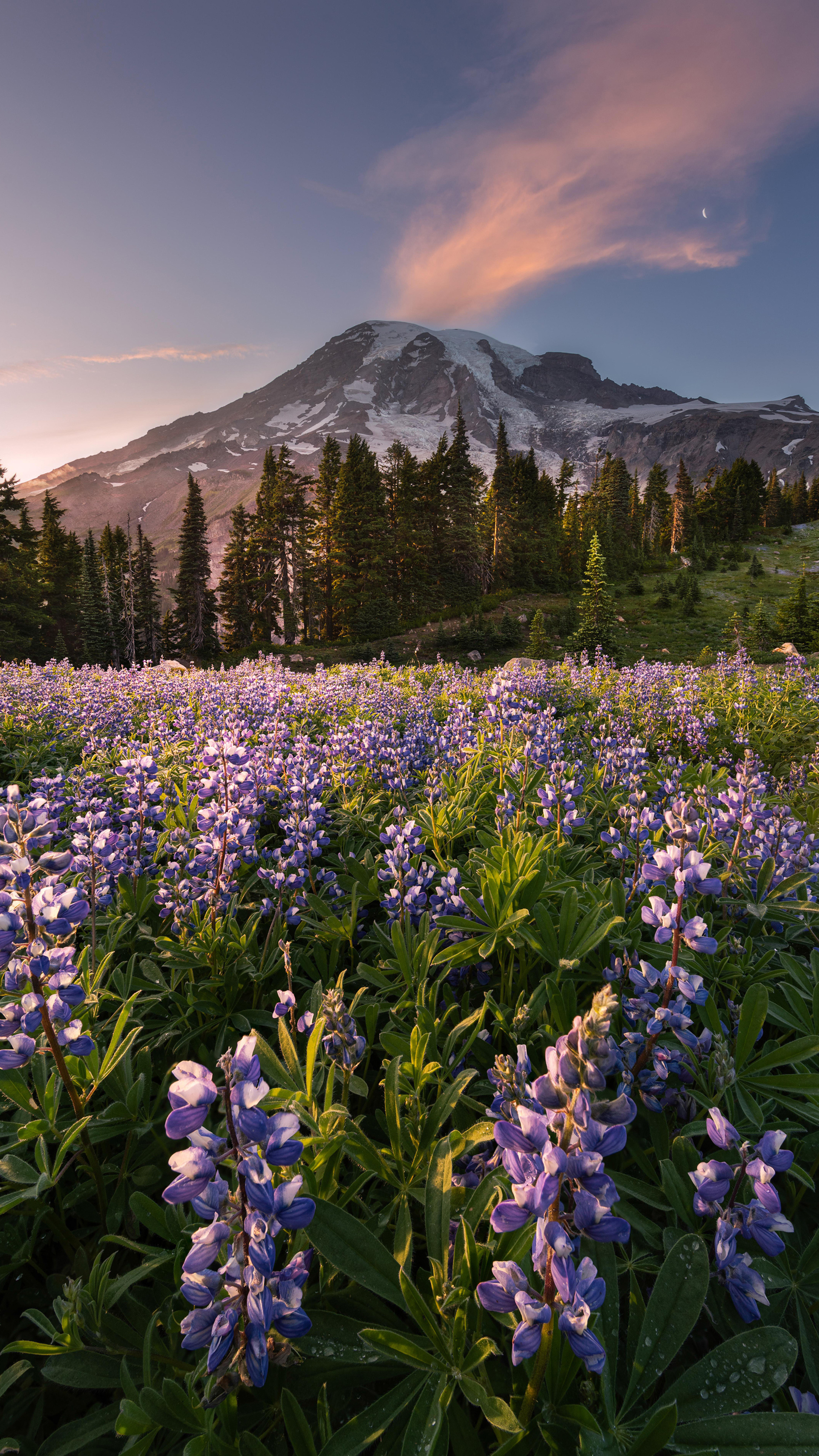 Mount Rainier National Park, Sony Xperia X, Stunning Wallpapers, Breathtaking Sceneries, 2160x3840 4K Phone