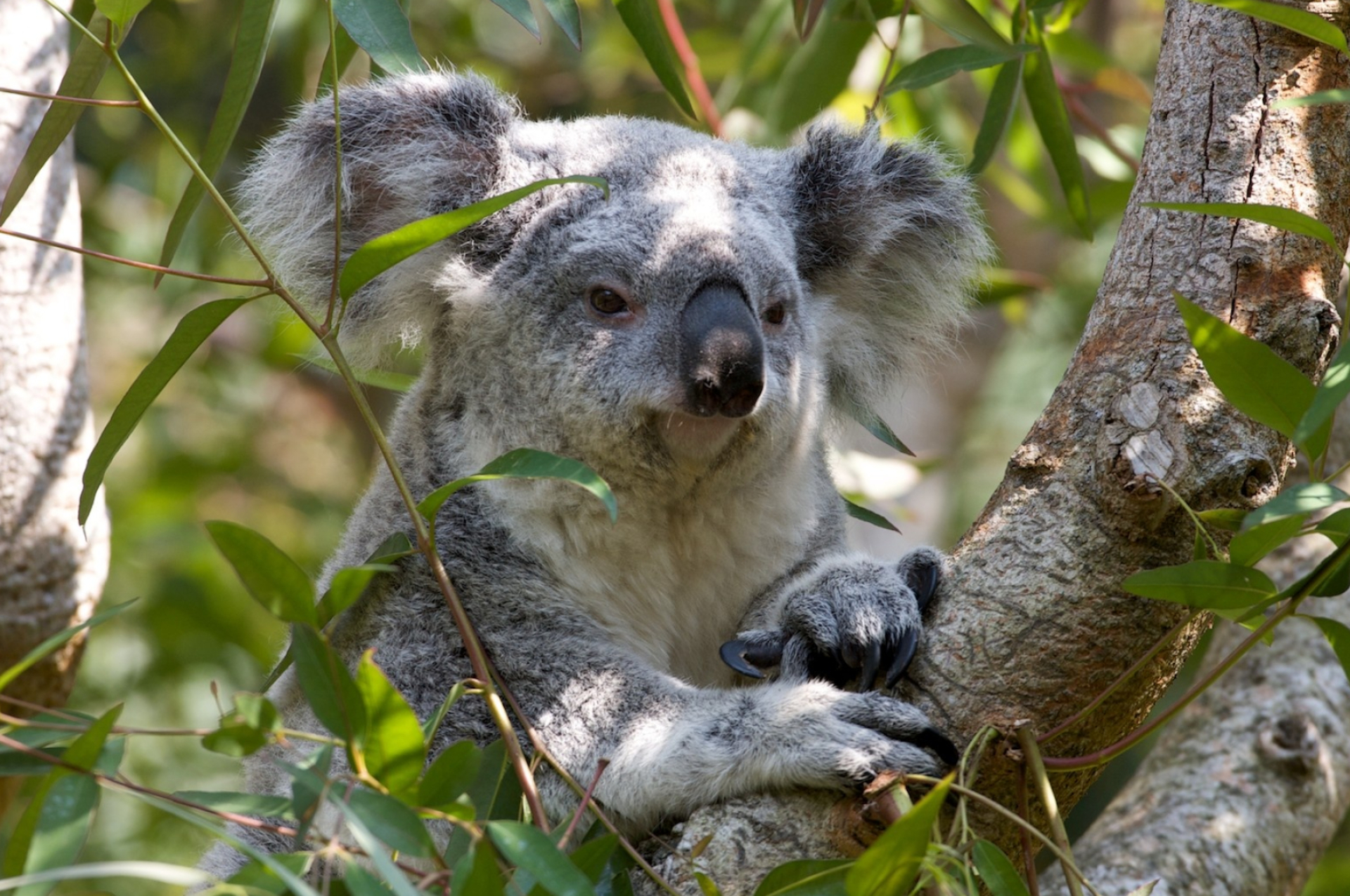 Koala bear wallpaper, Adorable marsupials, Cute wildlife, Desktop perfection, 1920x1280 HD Desktop