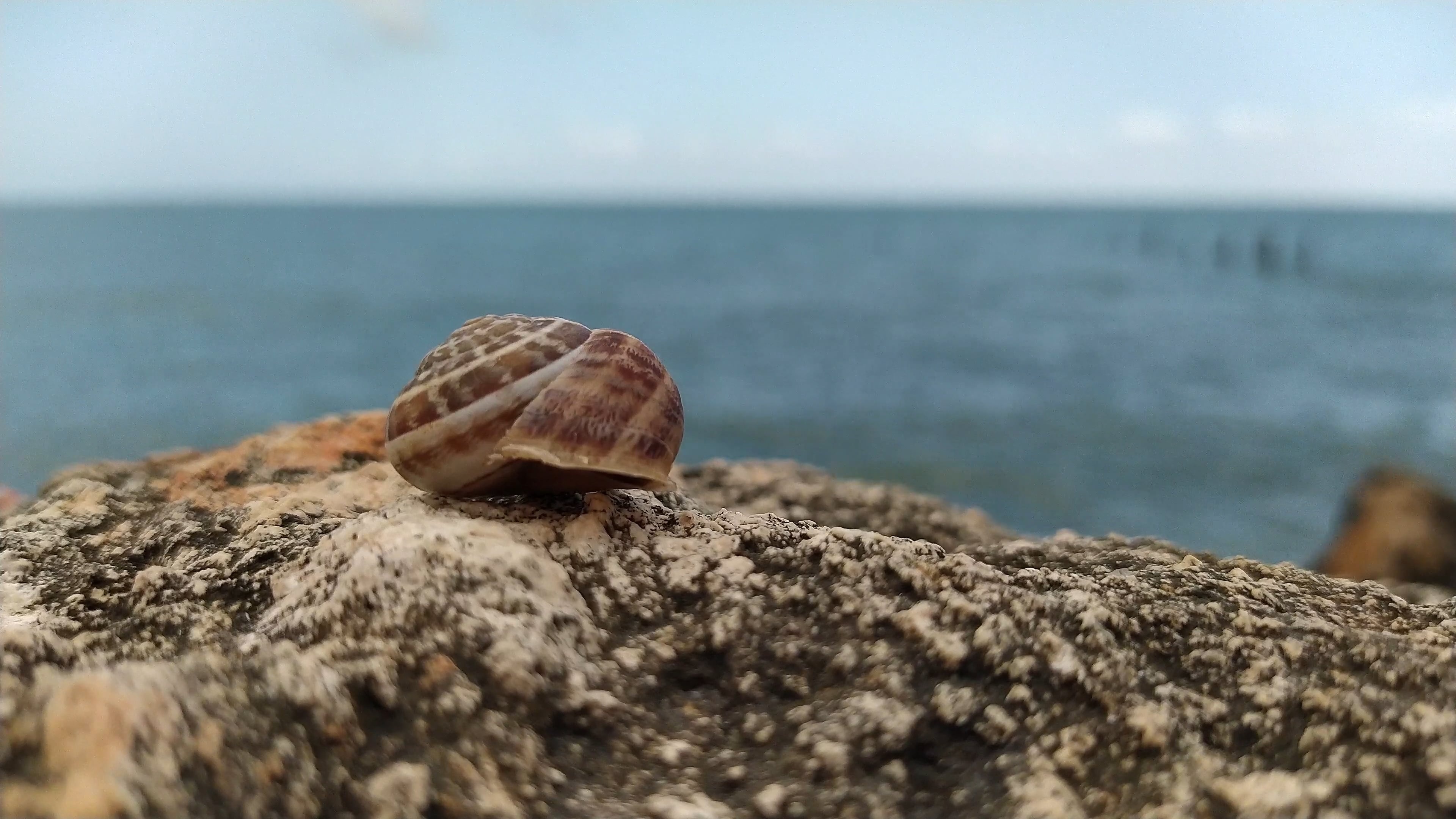 Sea Shell: Are empty because the animal has already died, Shore. 3840x2160 4K Wallpaper.