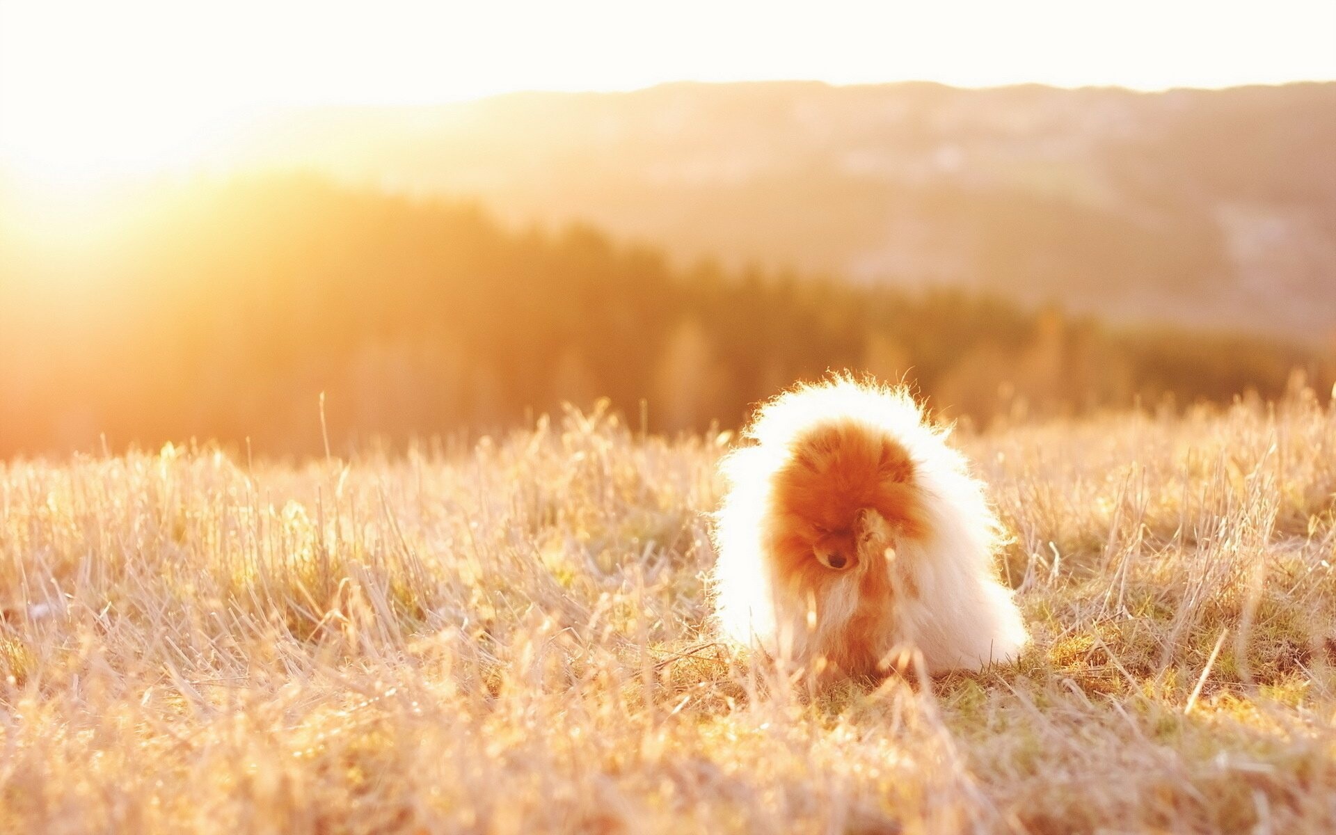 Pomeranian: Breed of toy dog that can be traced back to early sled-dog ancestors. 1920x1200 HD Wallpaper.