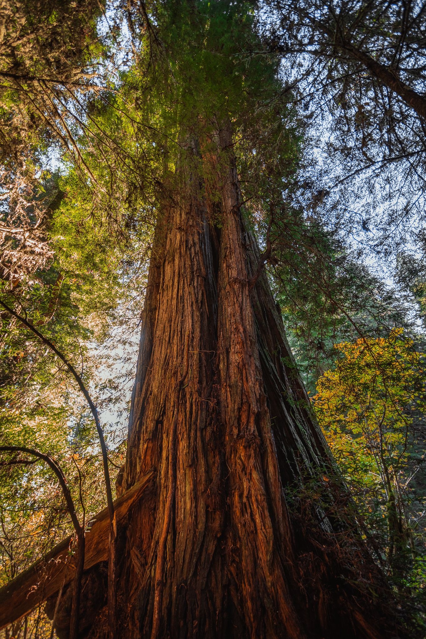 Sequoia paradise, Wildlife habitat, Serene atmosphere, Hiking trails, 1370x2050 HD Phone
