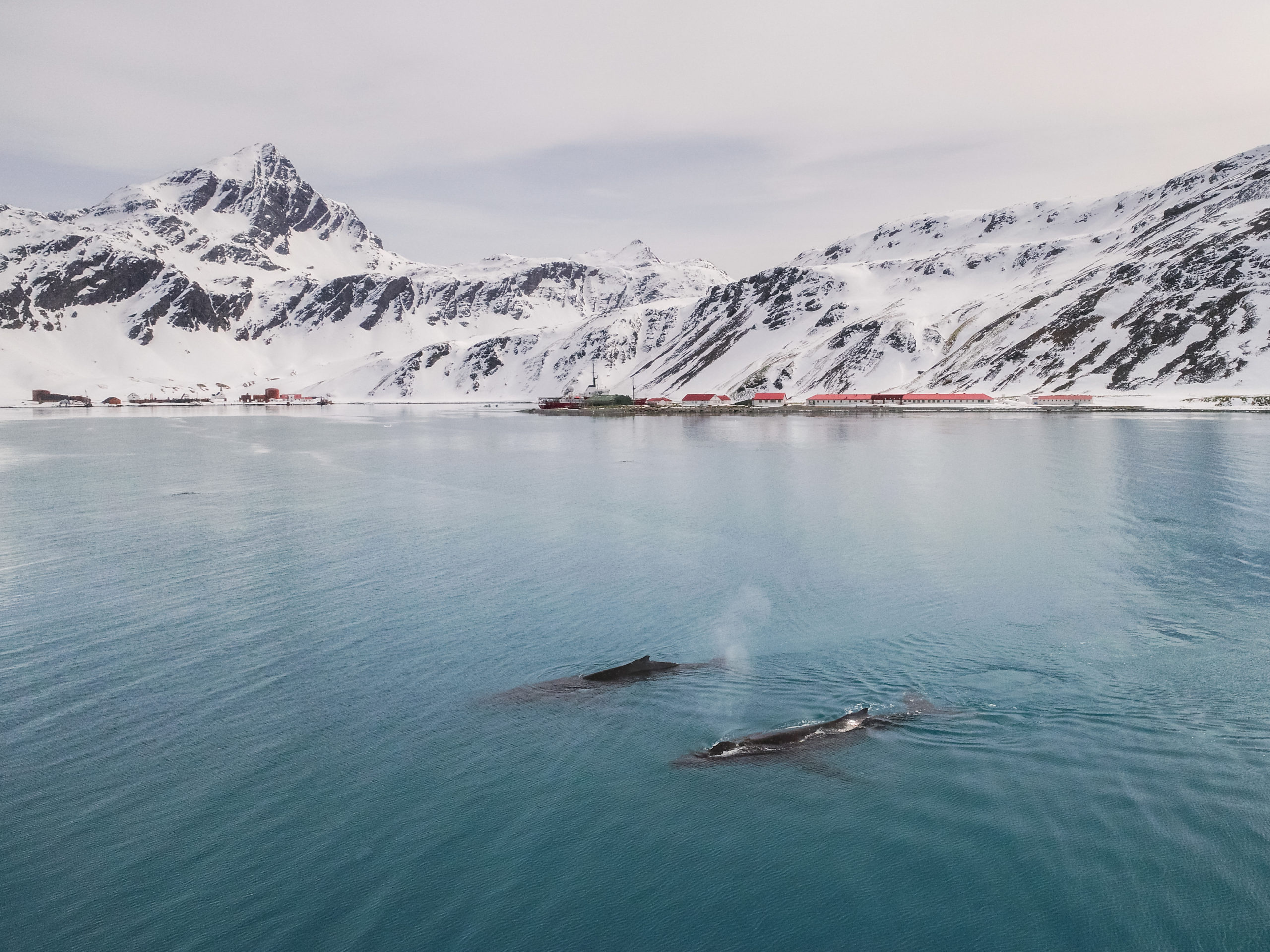South Sandwich Islands, Humpback whales return, 2560x1920 HD Desktop