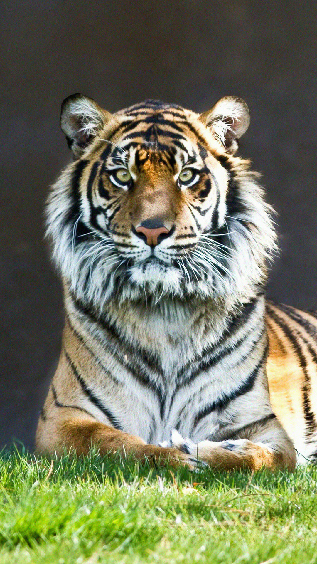 Tiger Hintergrundbilder, Beeindruckende Hintergr&uuml; nde, Hochwertige Bilder, Majest&auml; tische Kreaturen, 1080x1920 Full HD Handy