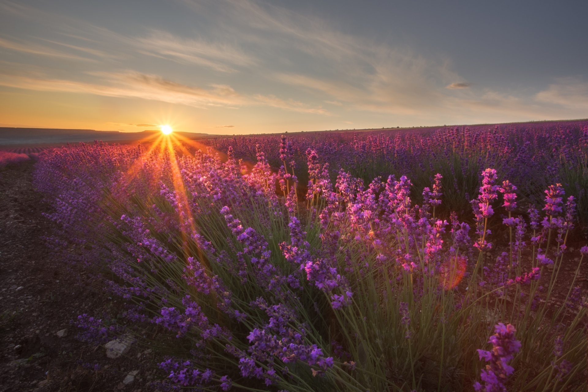 Flower lavender nature, Purple flower sunset, Wallpaper resolution, Stunning views, 1920x1280 HD Desktop