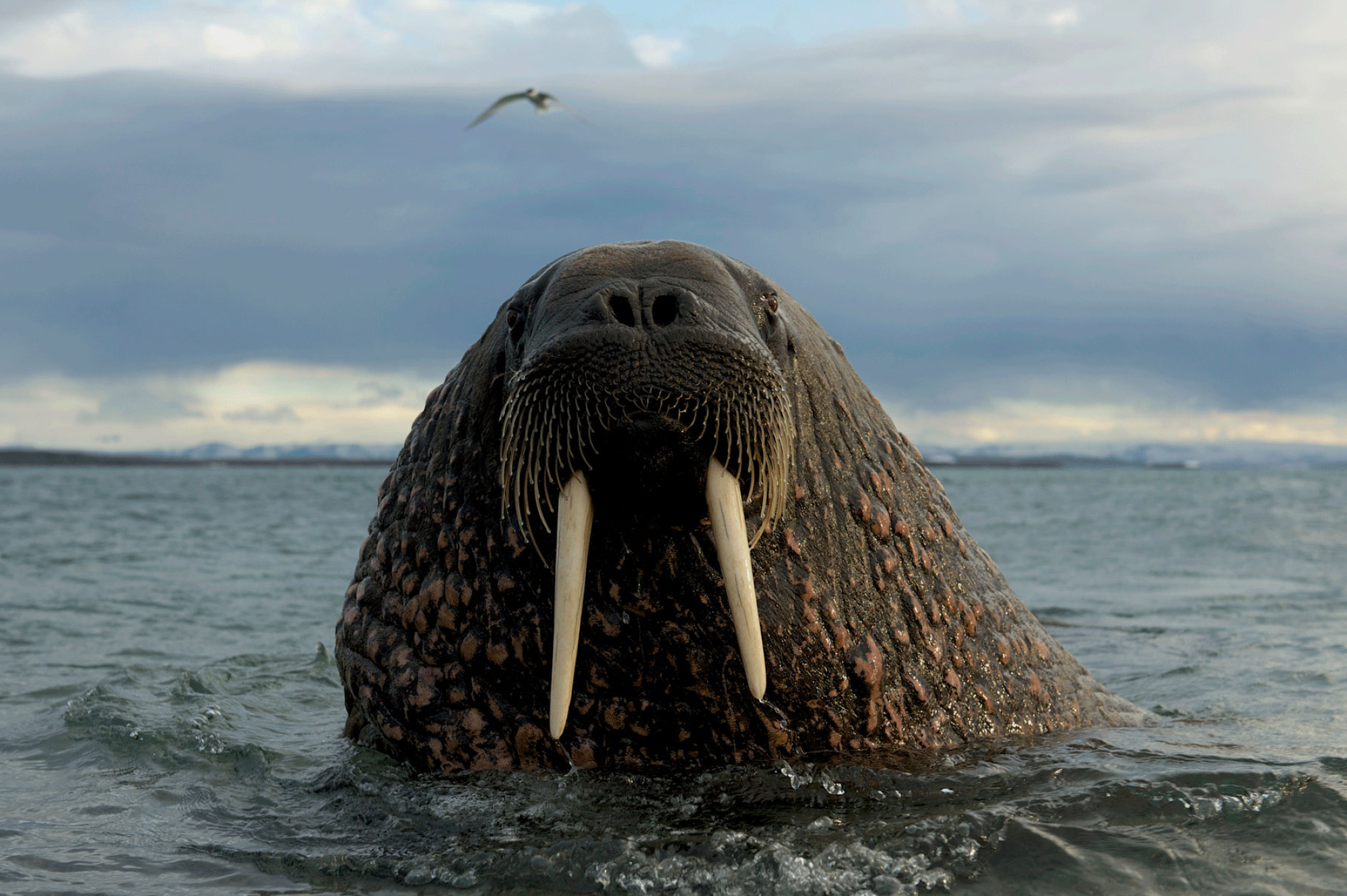 Week's featured animal, Svalbard encounter, Travel photography, Arctic wildlife, 2000x1340 HD Desktop