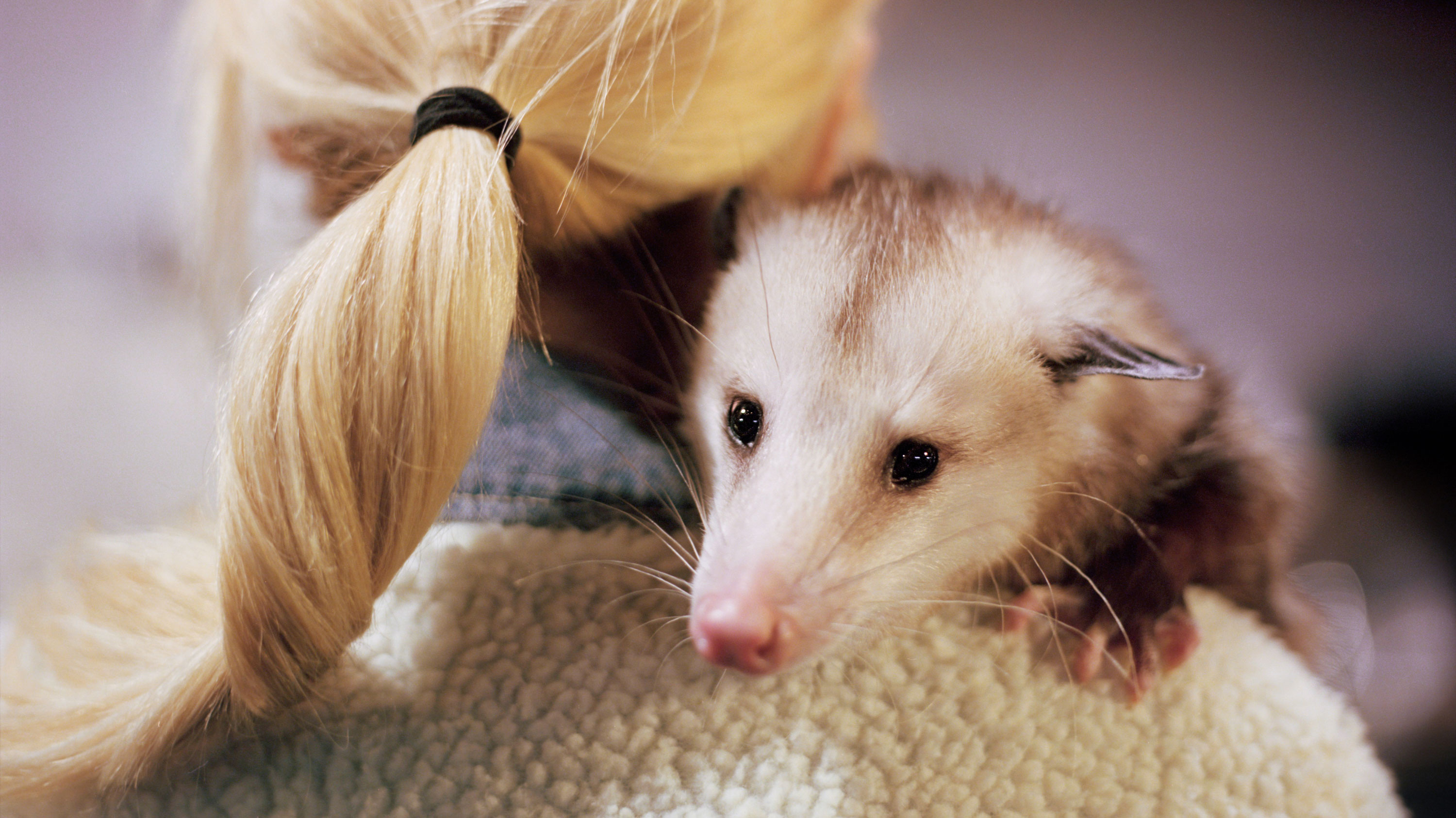 Cute opossum, Trash can dwellers, Instagram's cutest creatures, Urban wildlife, 3000x1690 HD Desktop