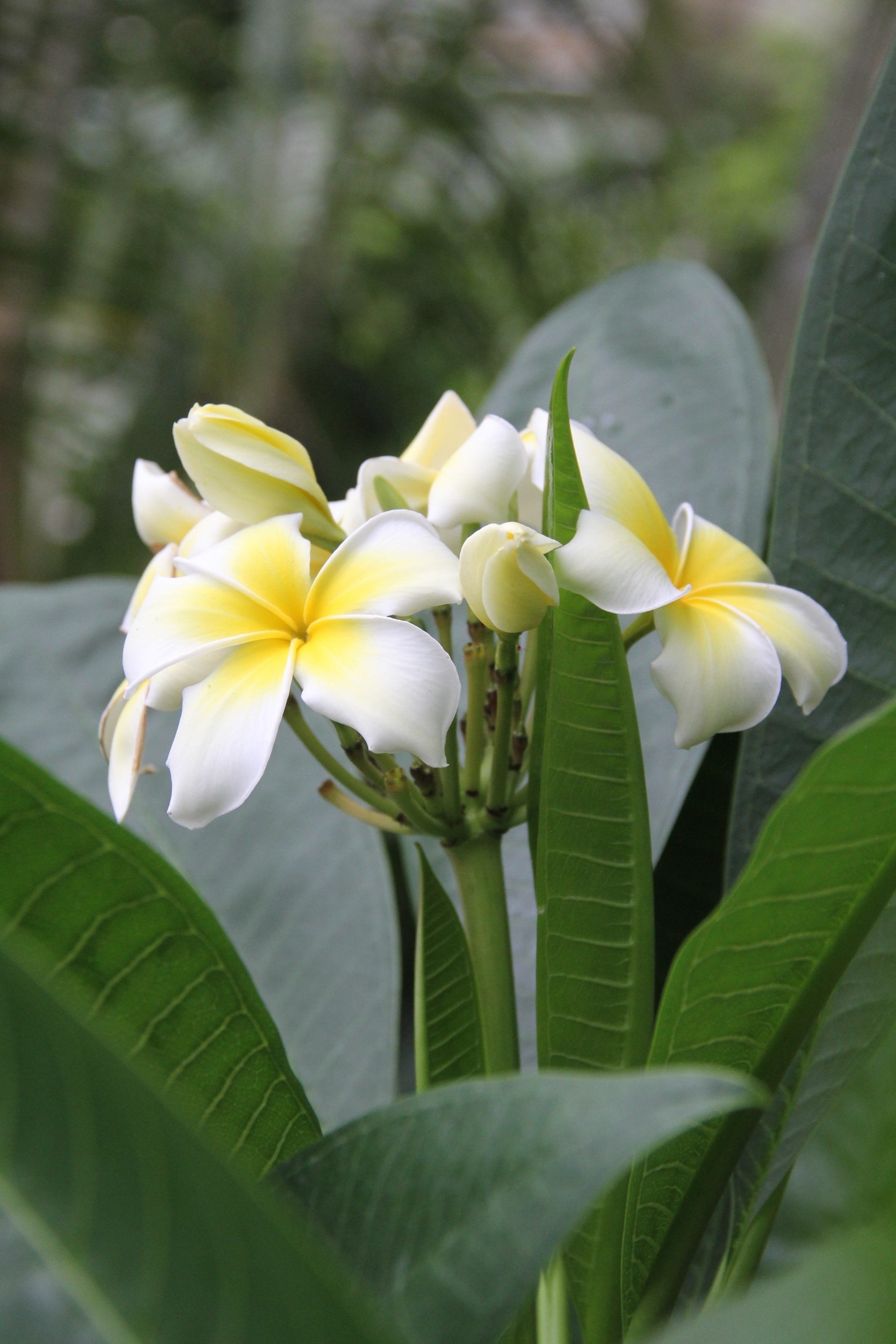 Hawaiian lei flower, Floral tradition, Exotic blooms, Tropical paradise, 2140x3200 HD Handy