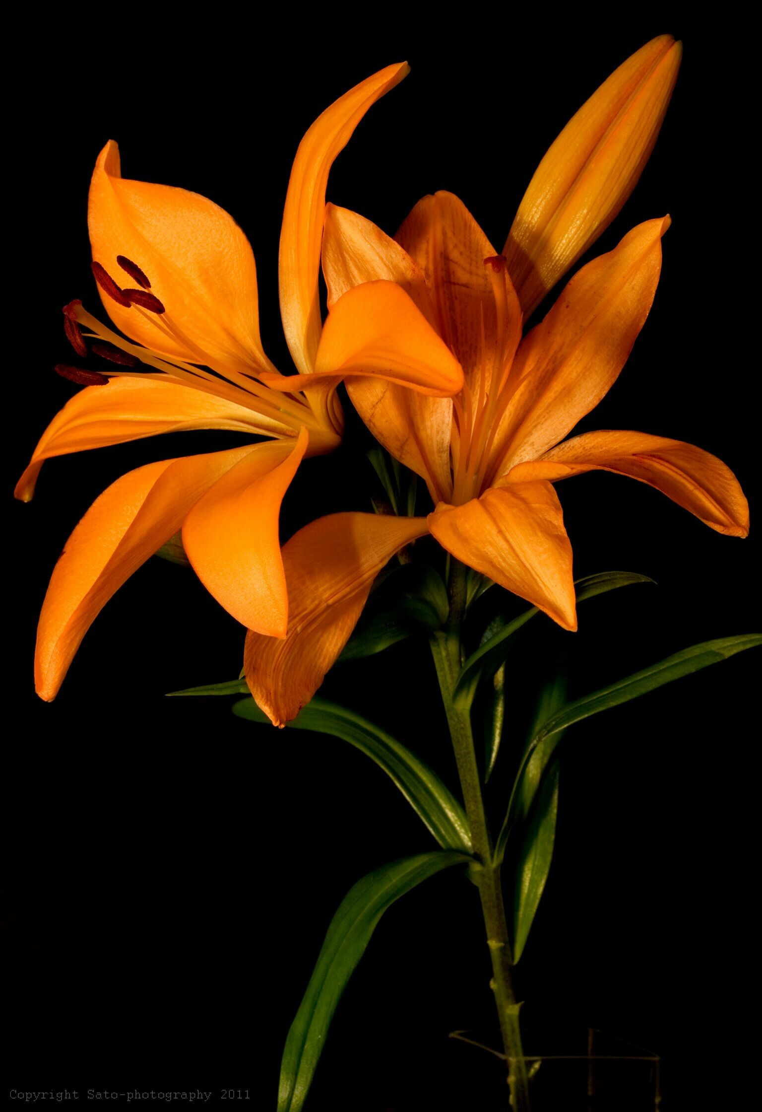 Lily: Flowers are borne in racemes or umbels at the tip of the stem, with six tepals spreading or reflexed, to give flowers varying from funnel shape to a "Turk's cap". 1540x2240 HD Background.