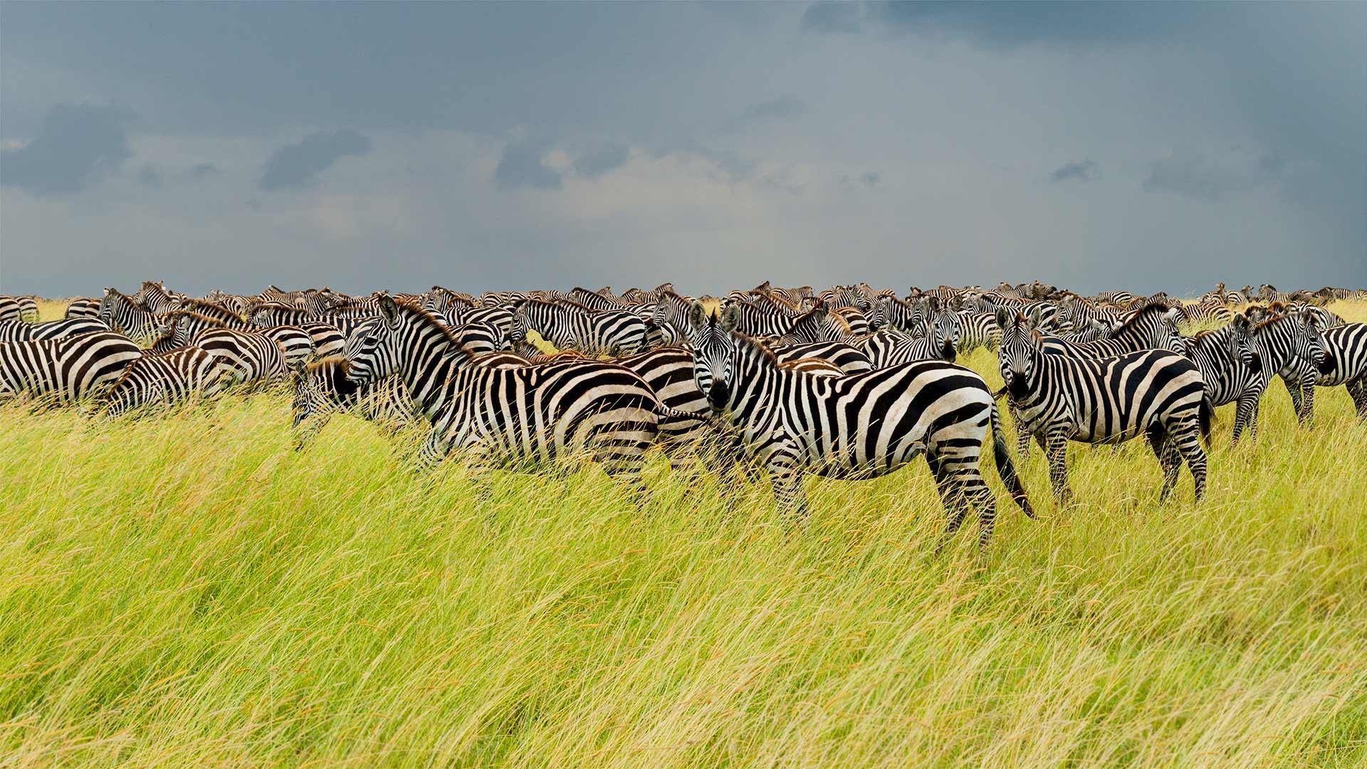 Malerische Zebras in der Serengeti, 1920x1080 Full HD Desktop