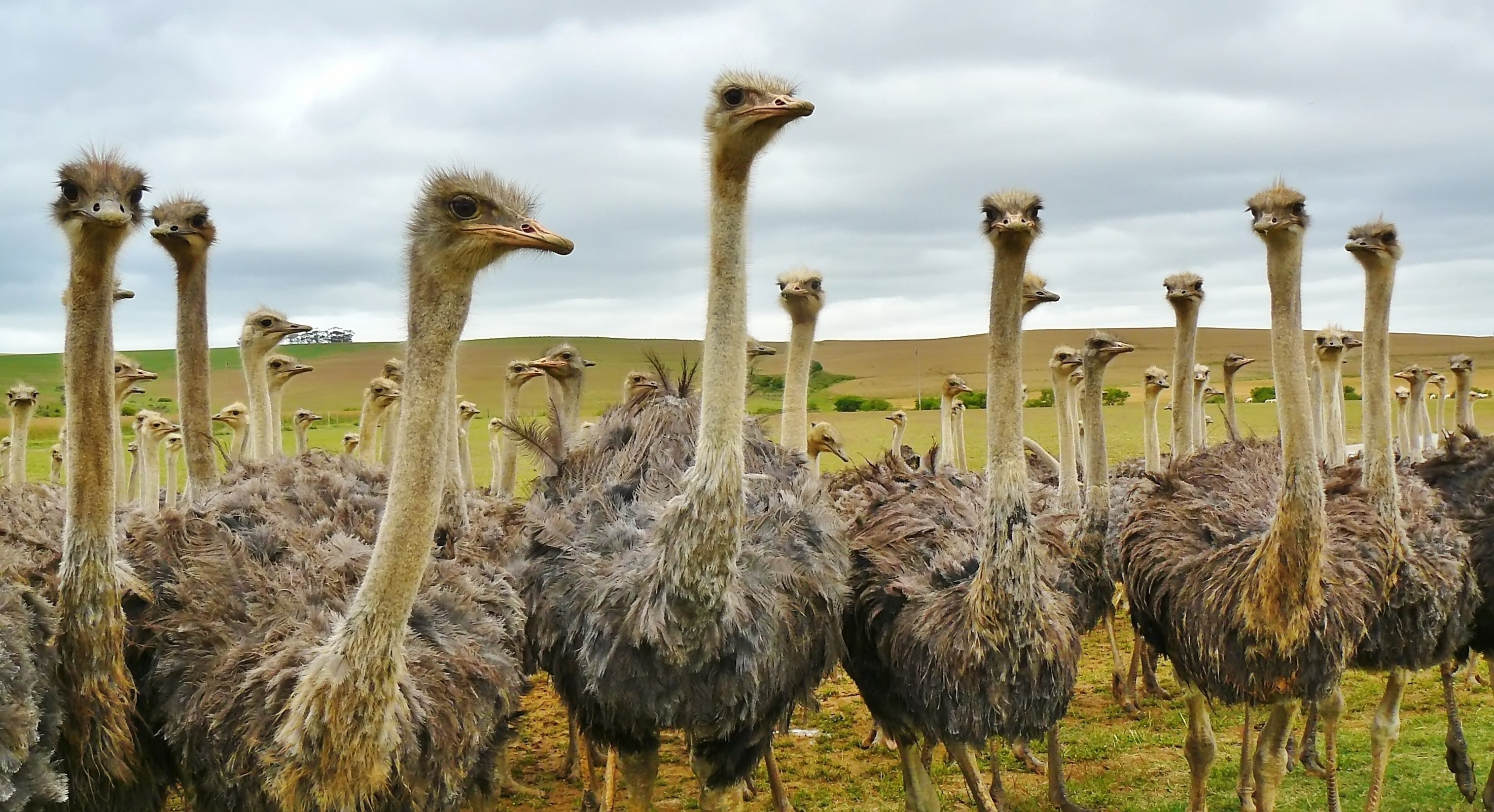 Best ostrich photos, Free stock images, High-quality pictures, Photography collection, 3030x1650 HD Desktop