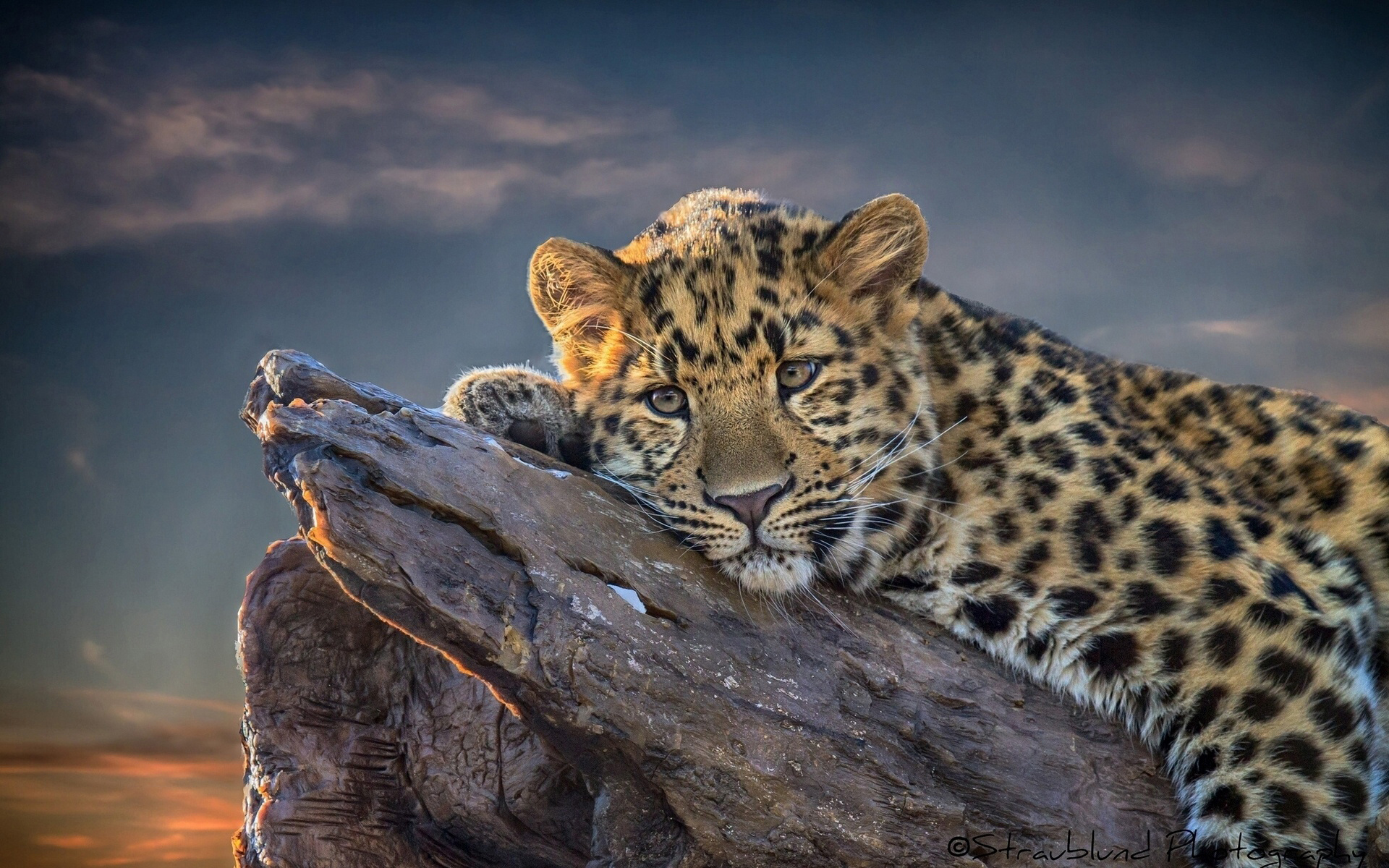 Leopard, Leopard wallpaper, Animal, 1920x1200 HD Desktop