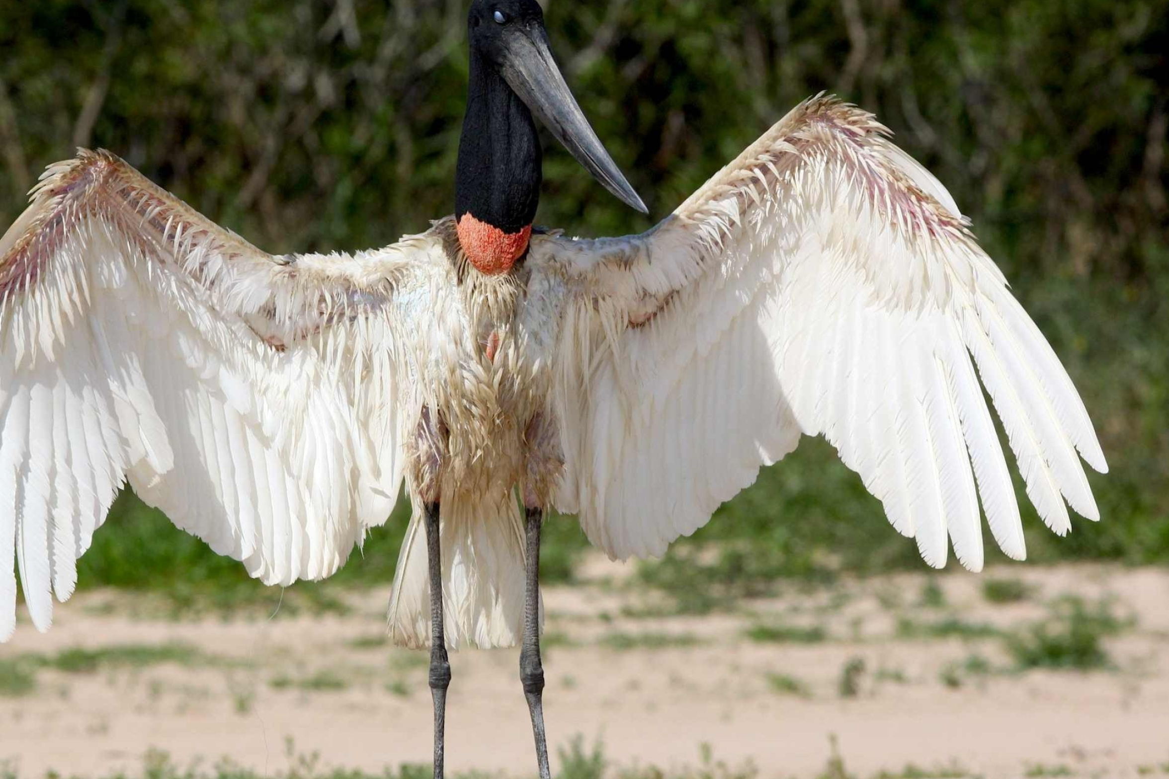 Jabiru, Juvenile stork, DT Douglas Trent click, Upcoming beauty, 2360x1570 HD Desktop