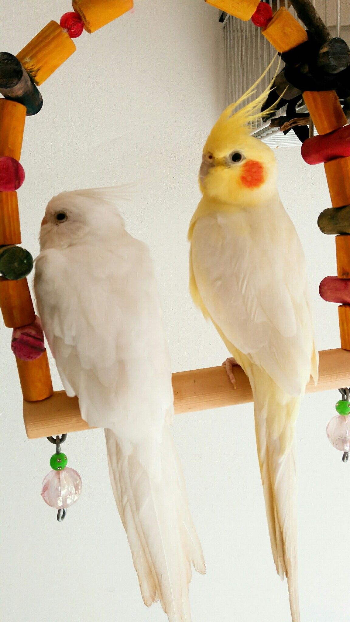 Loyal bird companions, Beautiful feathered friends, Cute animal bonds, Supportive cockatiels, 1160x2050 HD Phone