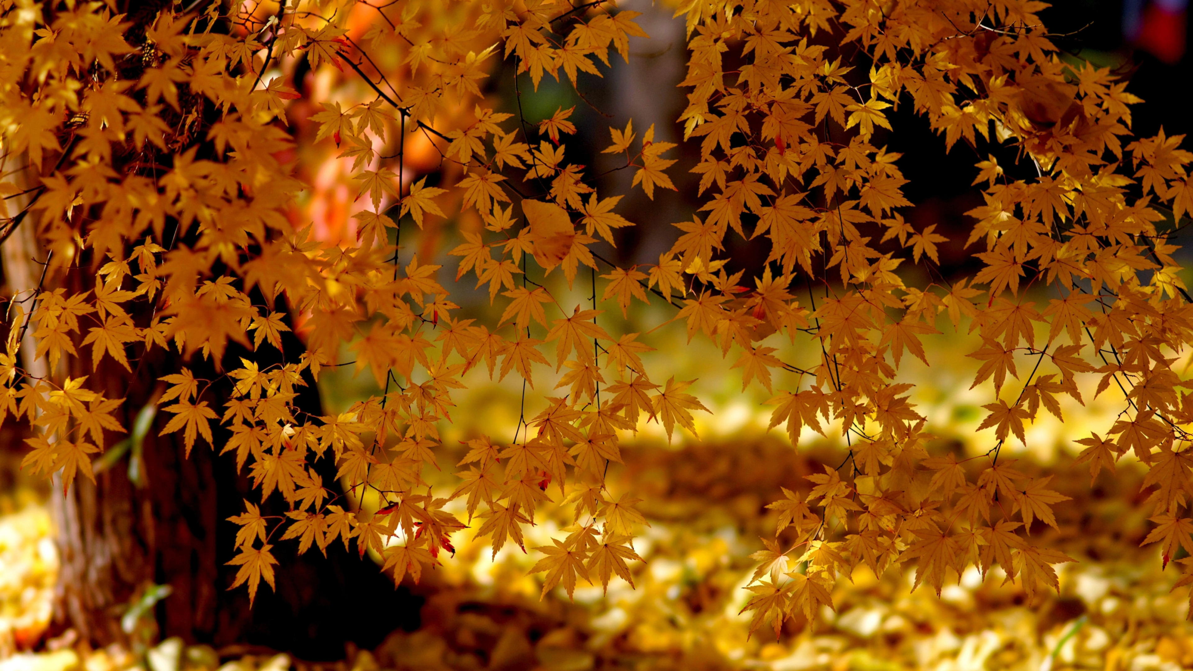 Autumn desktop wallpapers, 4K Ultra HD, Nature's beauty, Landscape, 3840x2160 4K Desktop