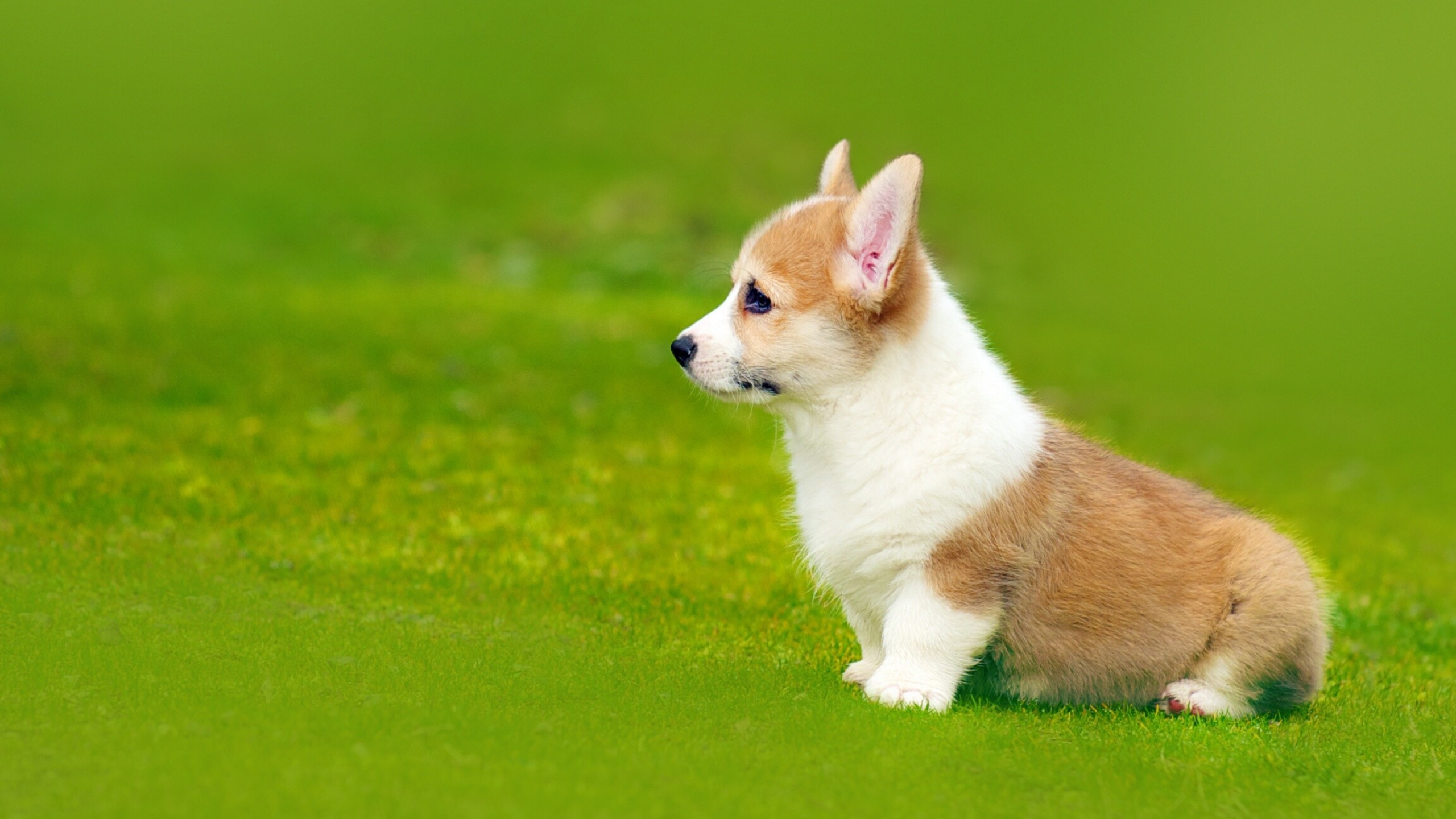 Corgi: The American Kennel Club (AKC) first registered Welsh breed in 1934. 2560x1440 HD Background.