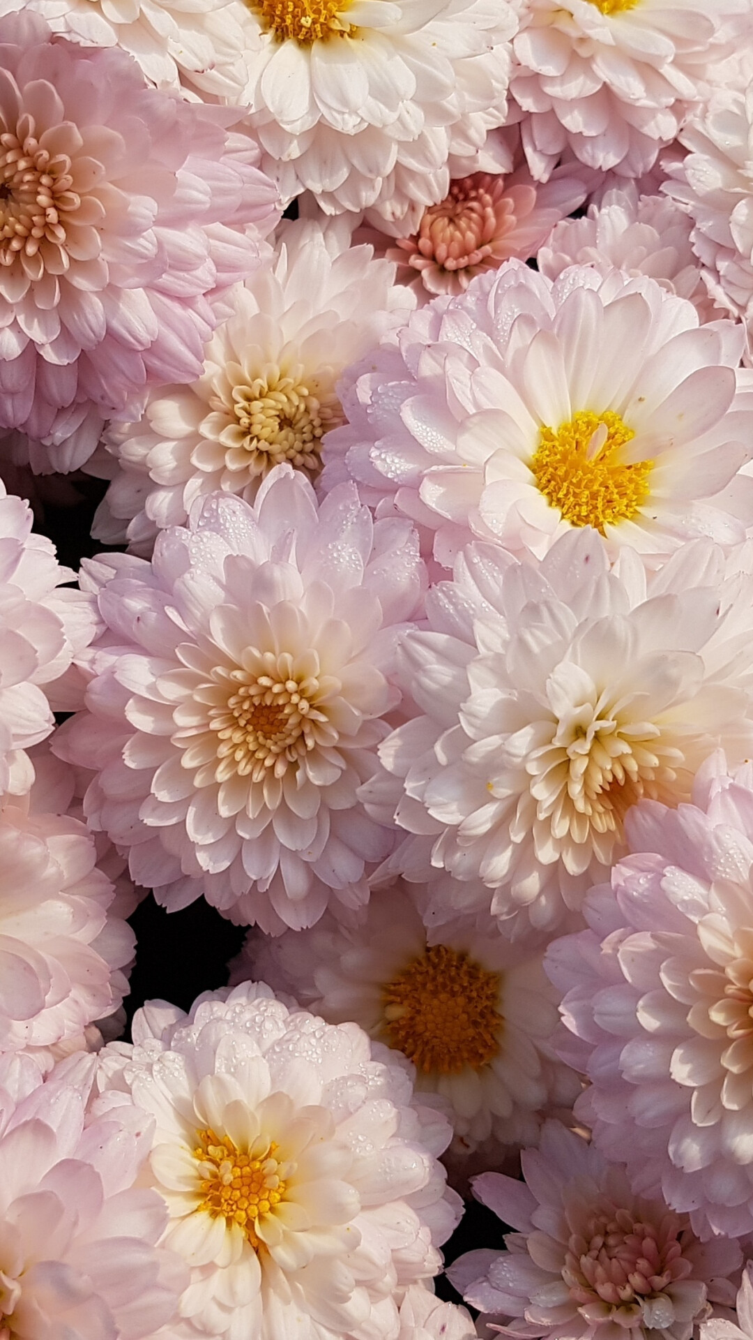 Chrysanthemum: Chrysanthemums offer valuable, late flowers in September and October. 1080x1920 Full HD Background.