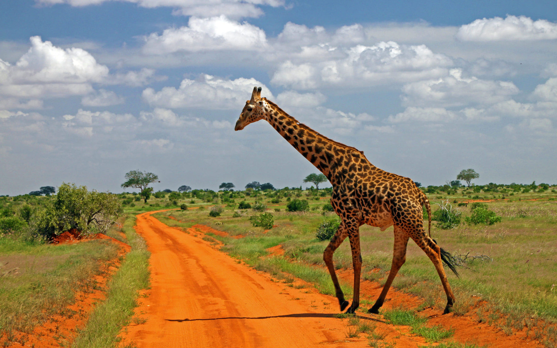 Giraffe family, African wilderness, Wildlife diversity, Nature's wonders, 1920x1200 HD Desktop
