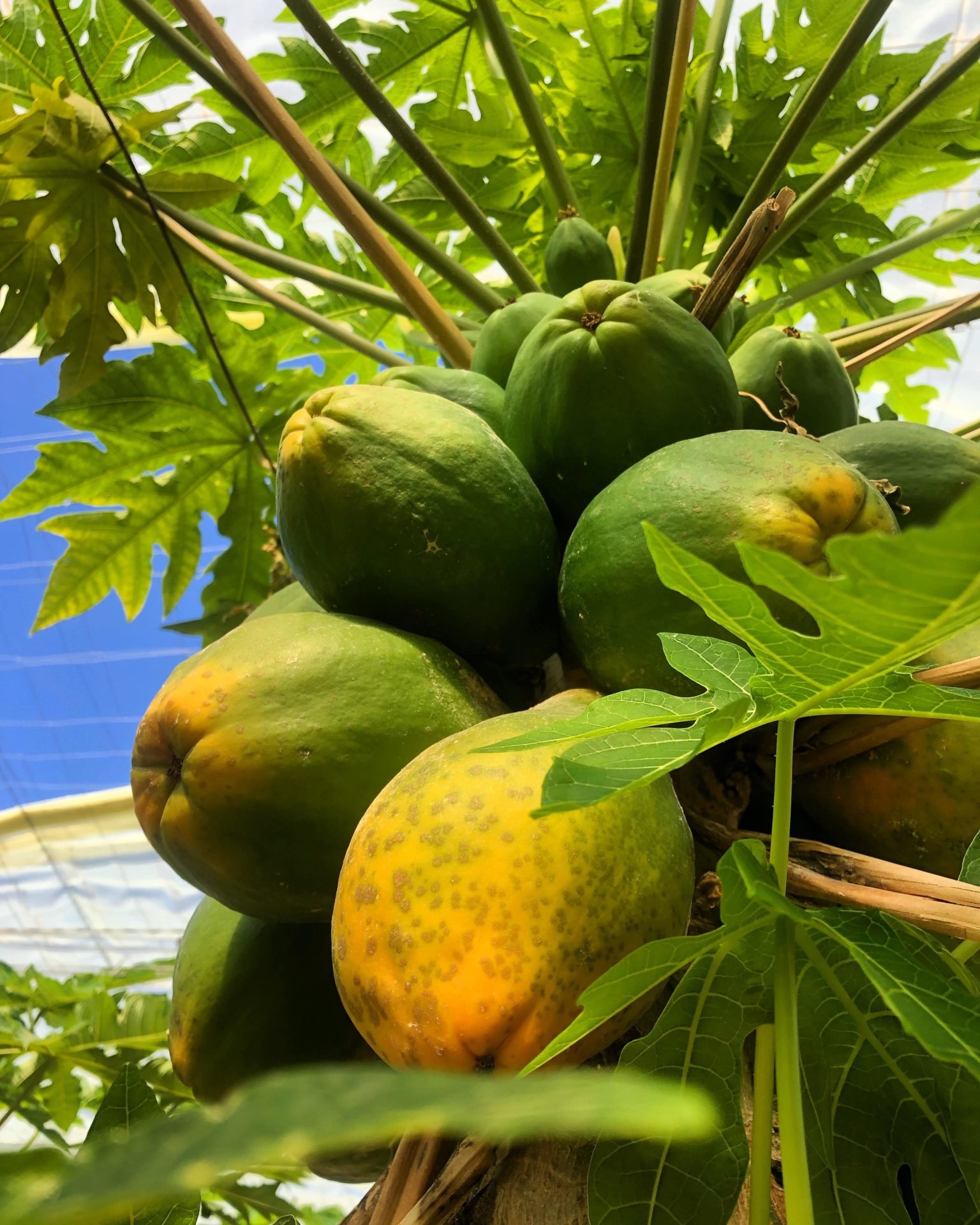 Papaya: Used in salads, pies, sherbets, juices, and confections. 1540x1920 HD Wallpaper.