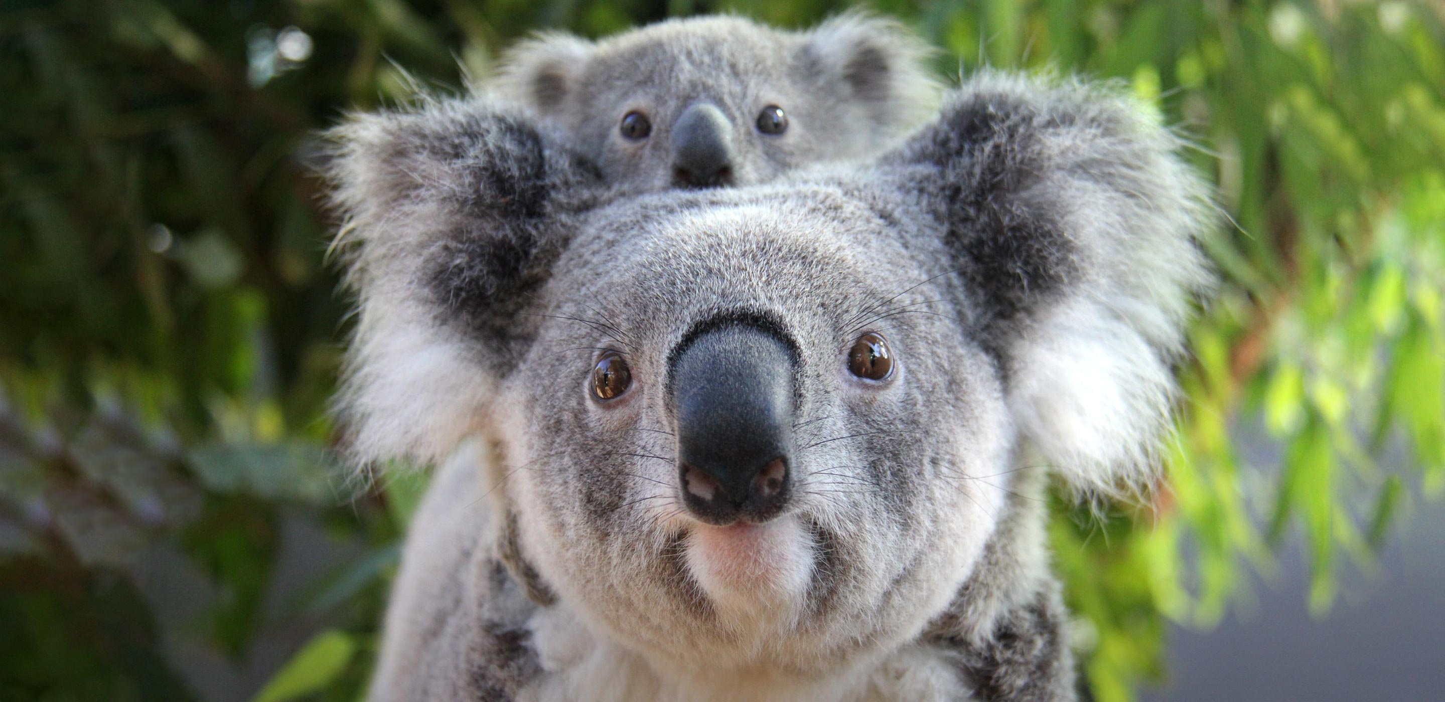 Koala encounter at Taronga, Unforgettable experience, Up-close koala meeting, Wildlife adventure, 2880x1400 Dual Screen Desktop