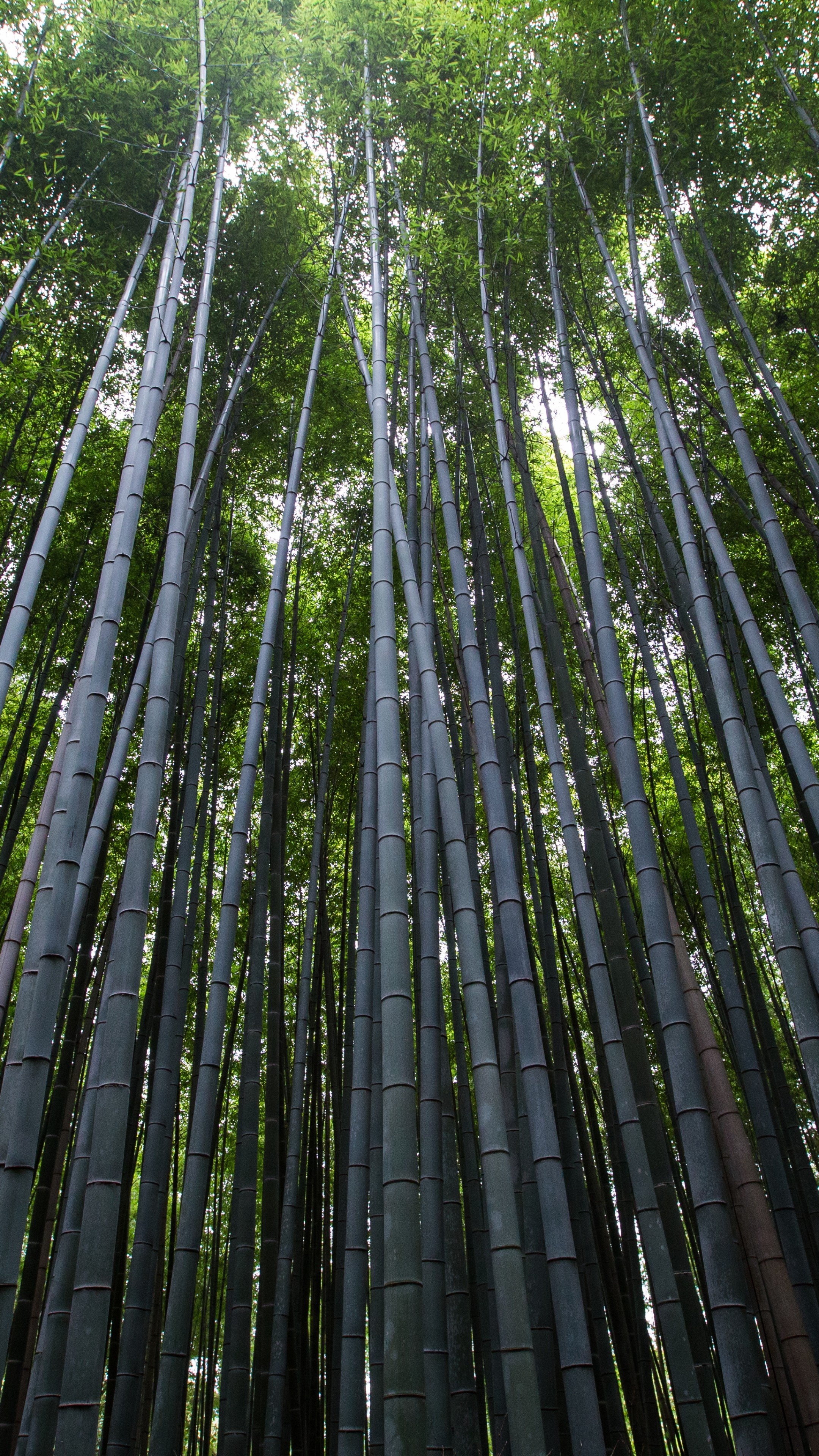 Bamboo: Green forest, Trees, Nature, Plant with strength-to-weight ratio is similar to timber. 2160x3840 4K Wallpaper.