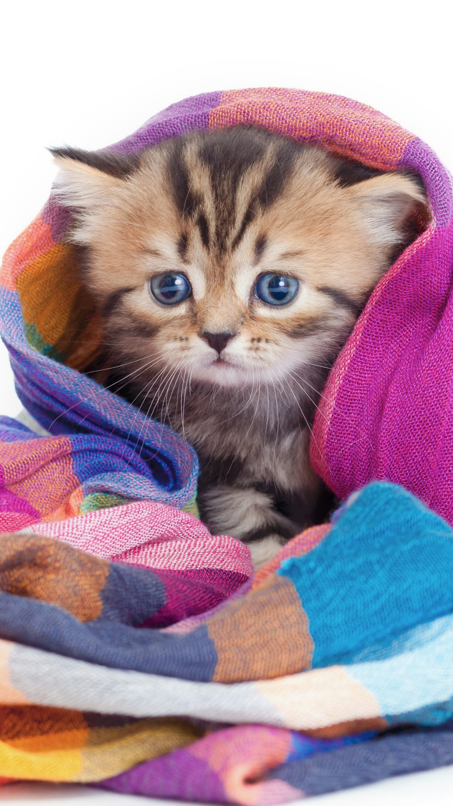 Kitten: Domestic animal, Cat, Feline. 1440x2560 HD Background.