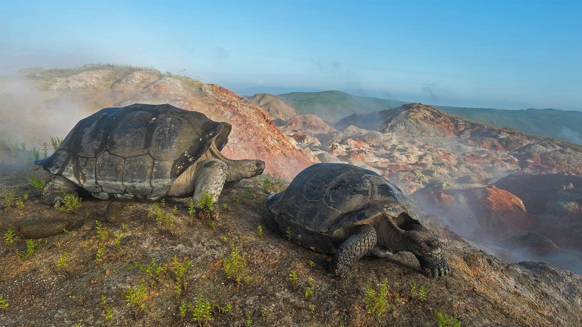 Giant tortoises, Alcedo volcano, Galapagos, 1920x1080 Full HD Desktop