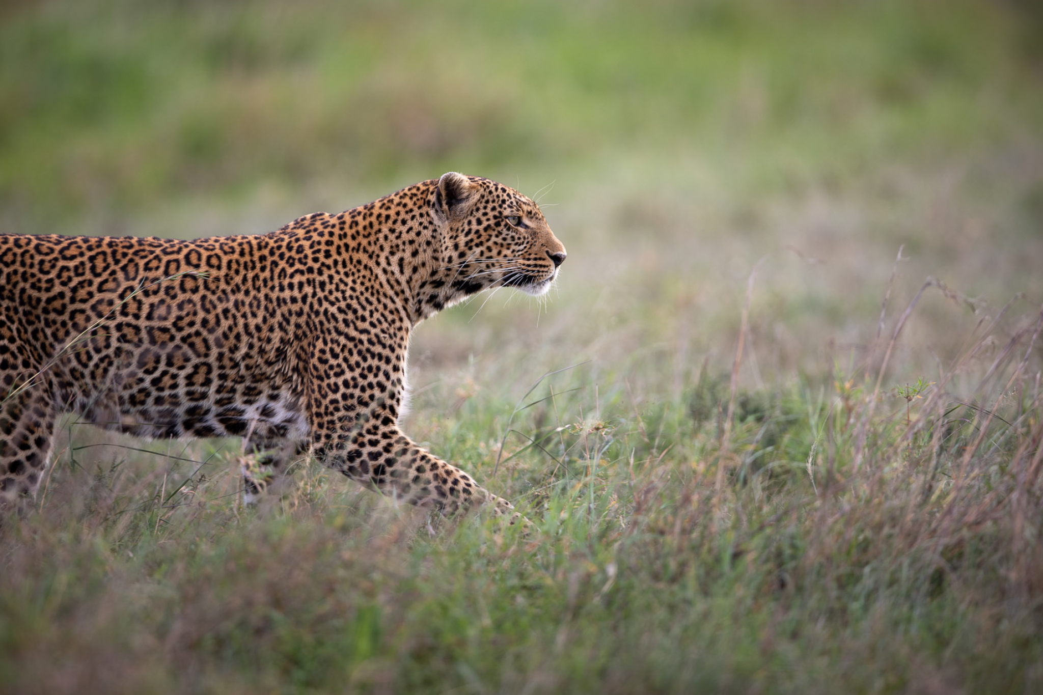 Walking leopard, Will Burrard-Lucas, 2050x1370 HD Desktop