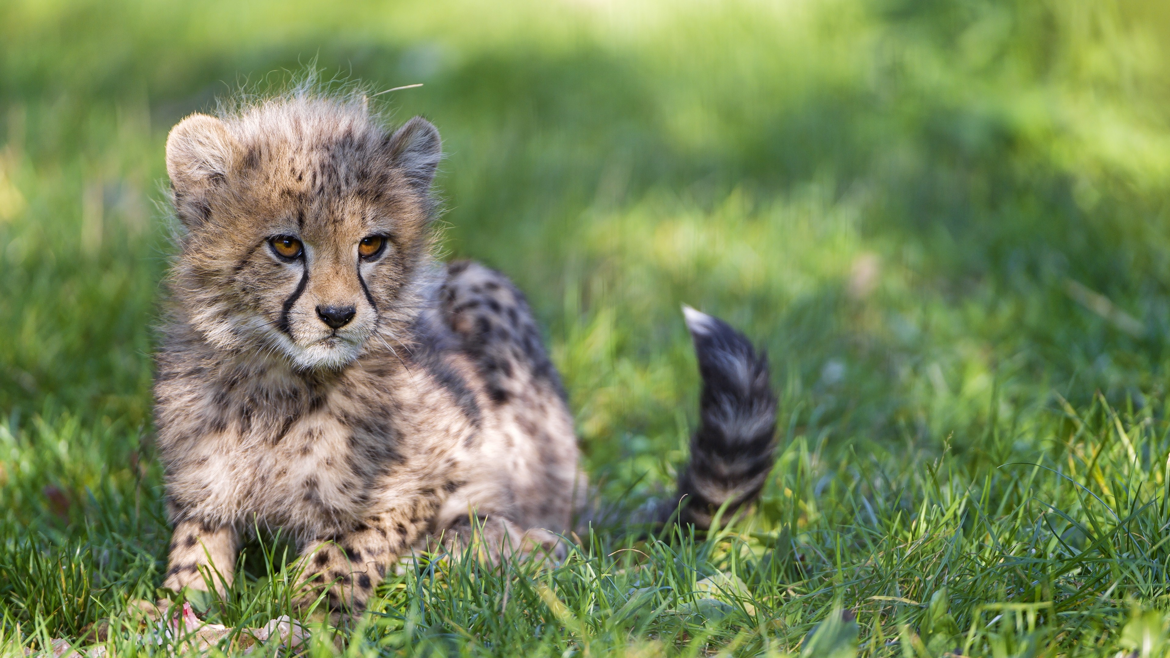 Playful cheetah cub, Adorable feline, Desktop wallpaper, 4K resolution, 3840x2160 4K Desktop