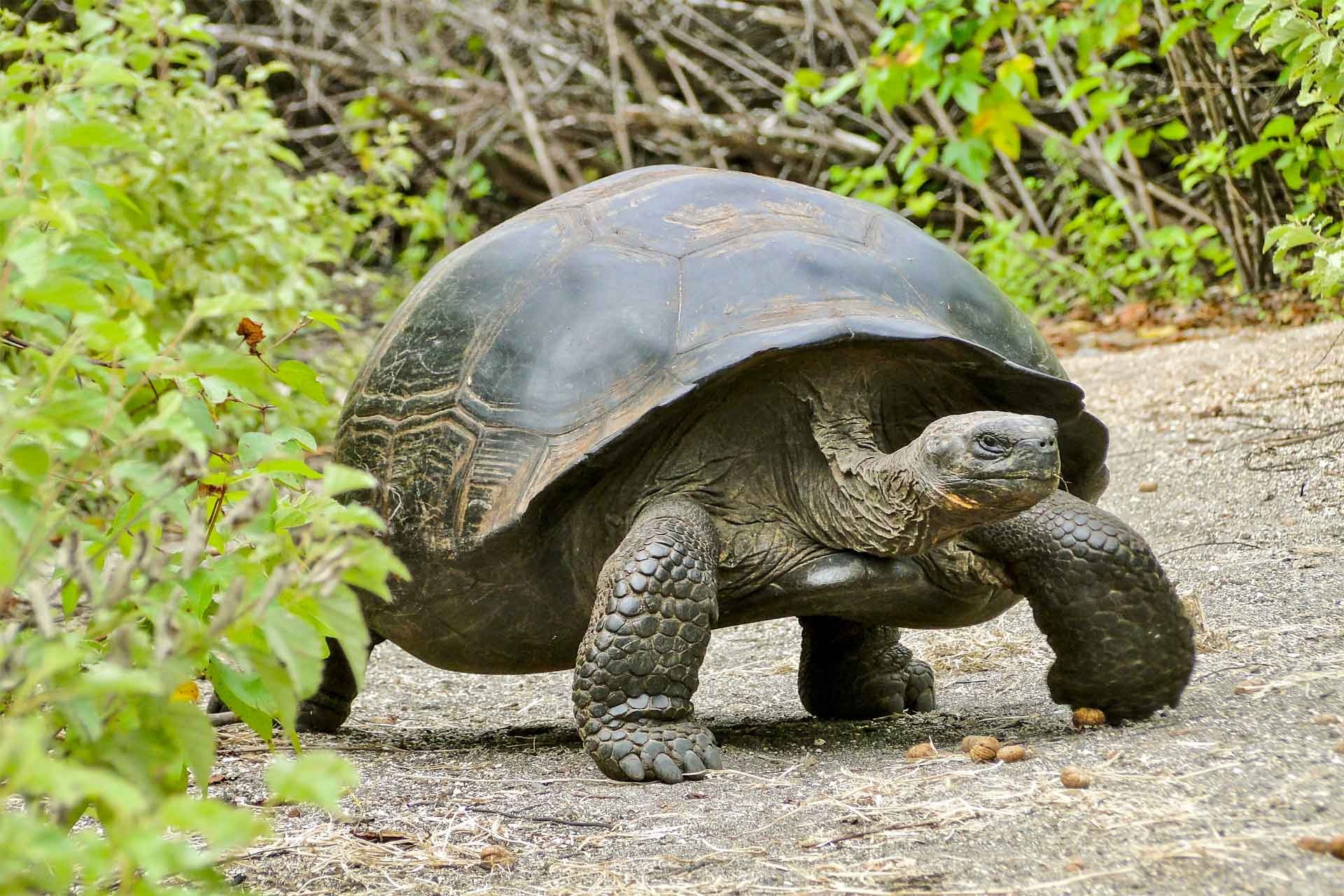 Aldabra Giant Tortoise, Impressive creatures, Slow and steady, Nature, 1920x1280 HD Desktop
