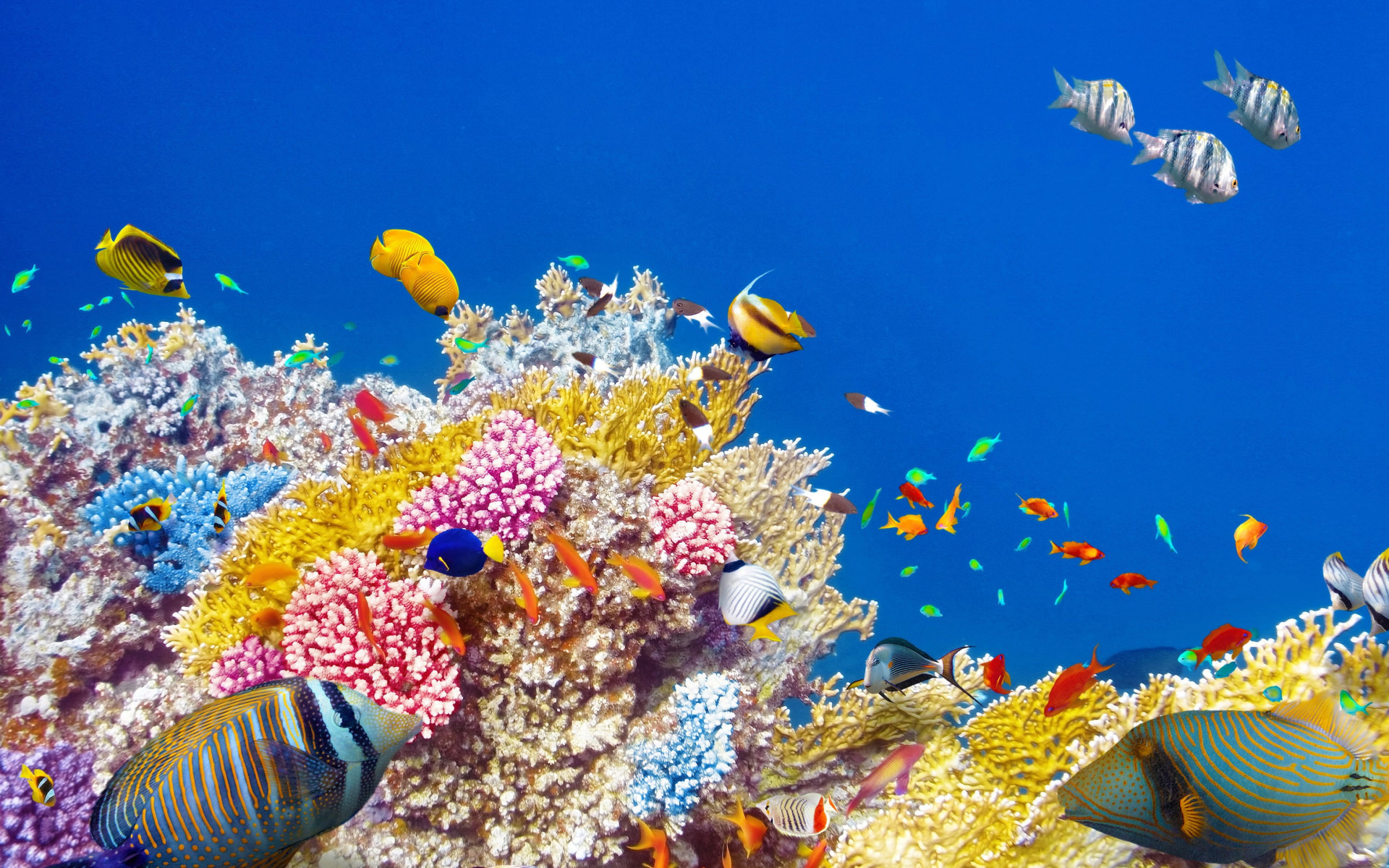 Tropical fish paradise, Colorful coral reefs, Underwater beauty, Marine diversity, 1920x1200 HD Desktop