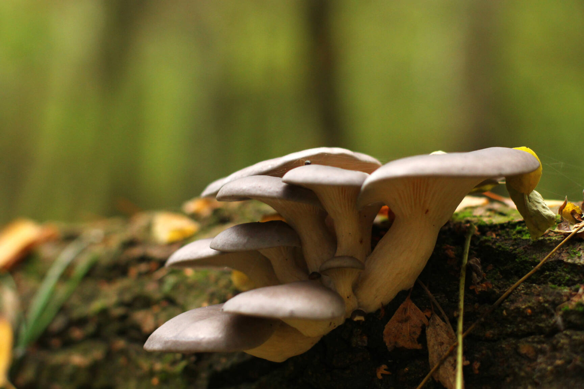 Edible mushroom image, Oyster mushrooms on log, Natural beauty, Creative commons, 1920x1280 HD Desktop