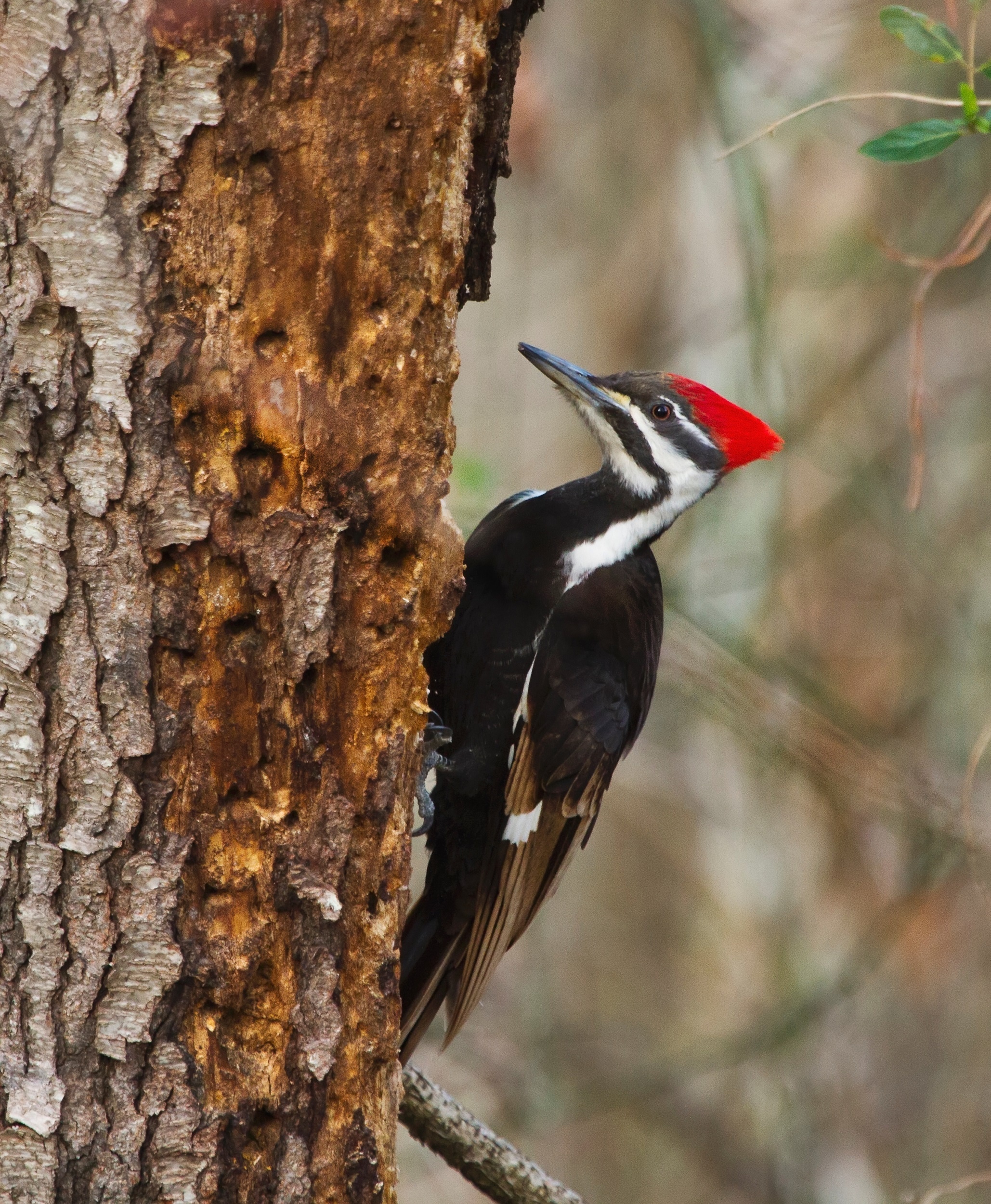 Pileated woodpecker, Nature's magnificence, Jooinn download, Free picture, 2060x2500 HD Handy