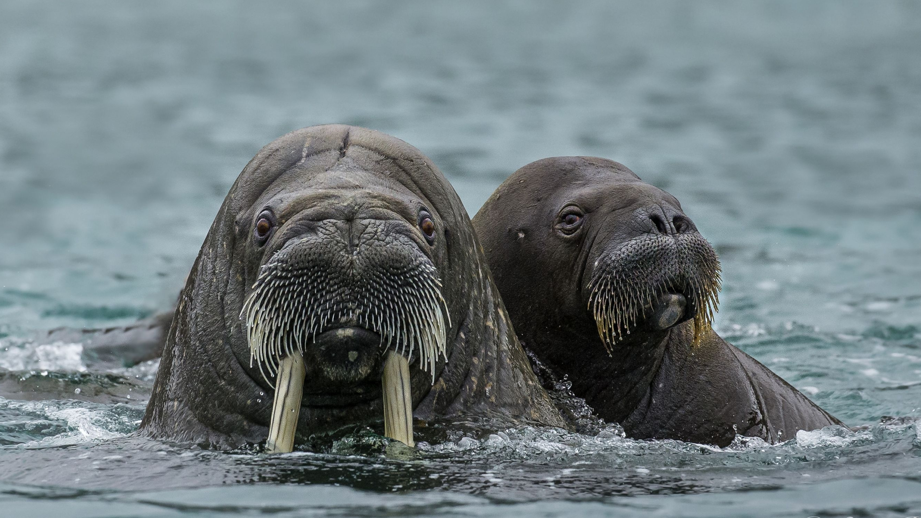 Walrus facts, Aquatic lifestyle, Sea lion comparison, Intriguing creatures, 2960x1670 HD Desktop