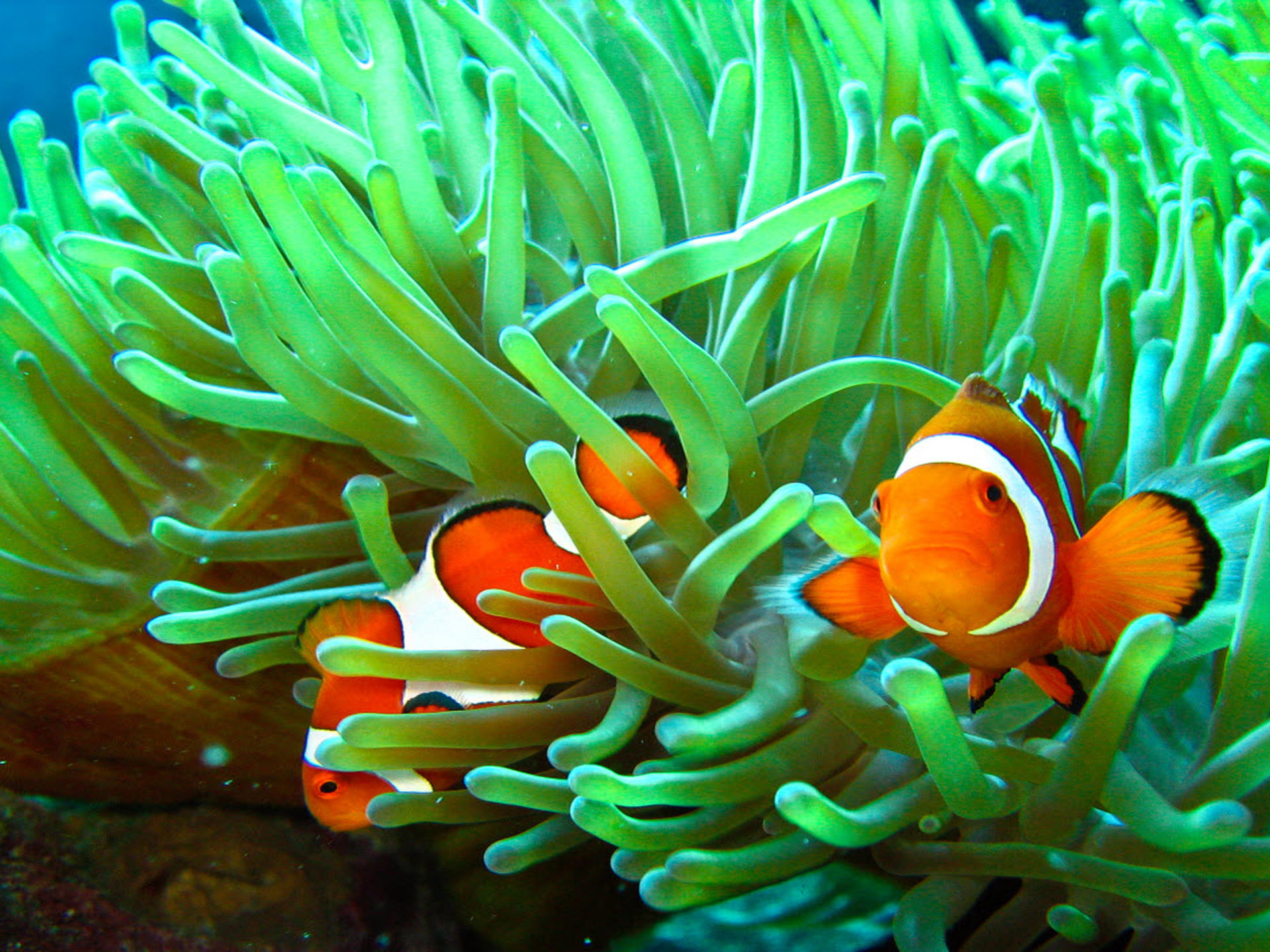 Clownfish and anemone, Sea animal connection, HD delight, Stunning underwater wallpapers, 1920x1440 HD Desktop