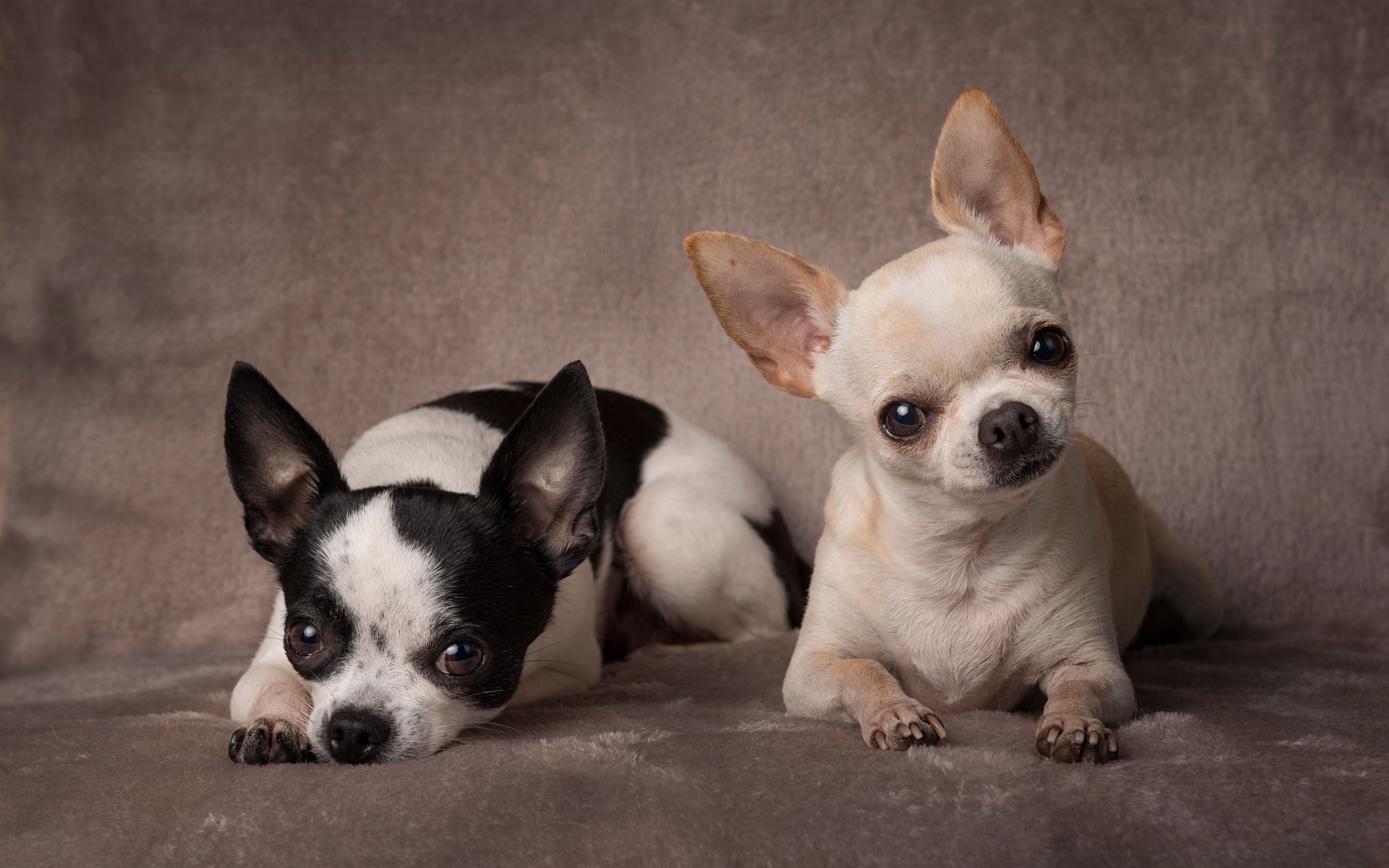 Chihuahua desktop wallpapers, High-definition backgrounds, Stunning visuals, Adorable pet, 2880x1800 HD Desktop